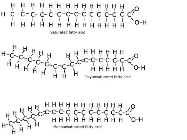 chemical structure of dietary fats