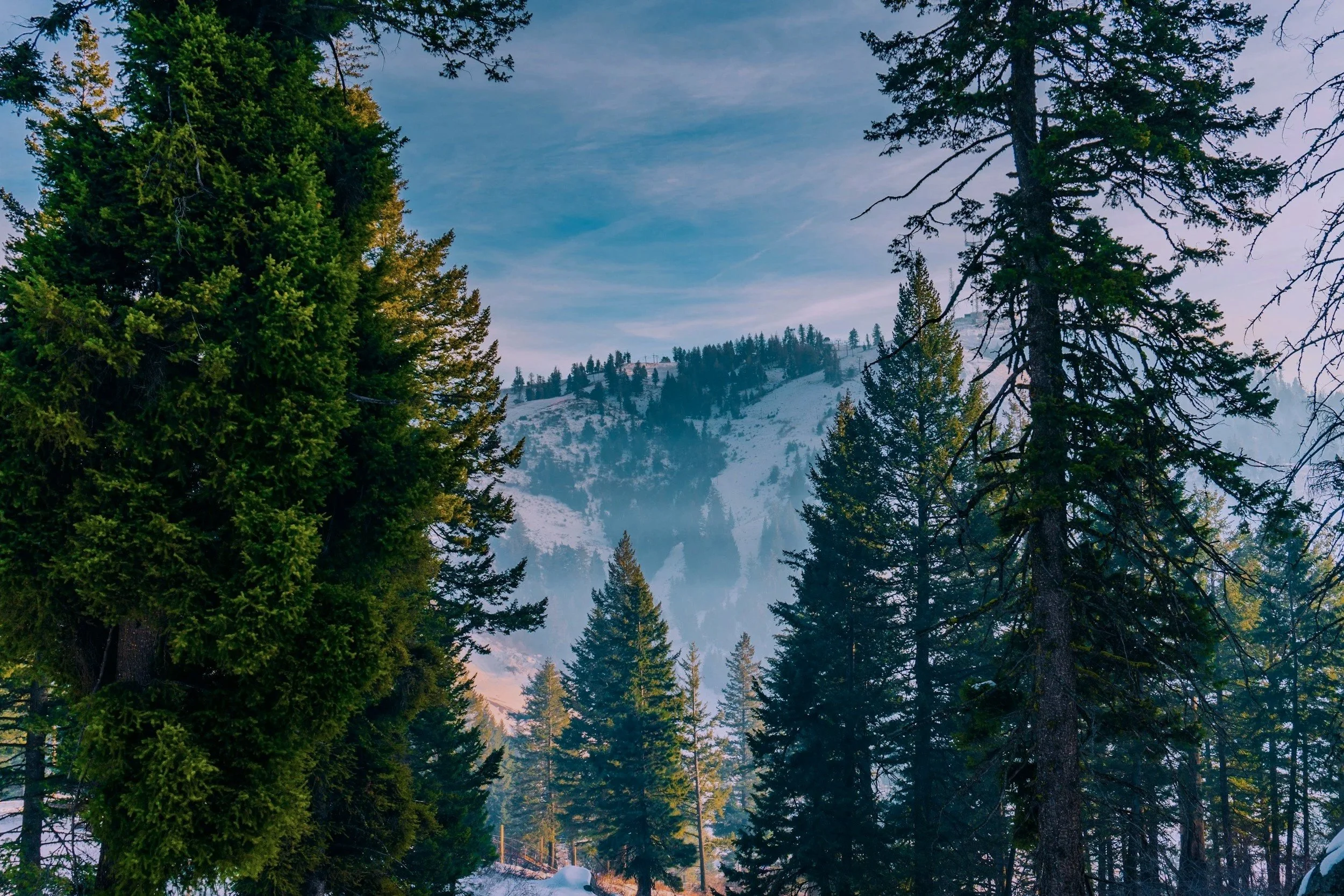 A snowy mountain landscape seen through tall evergreen trees.