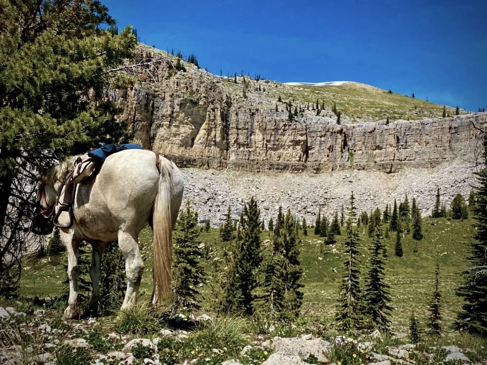 White horse with a saddle standing under a tree in a mountain landscape with a cliff, trees, and grassy area under a bright blue sky.