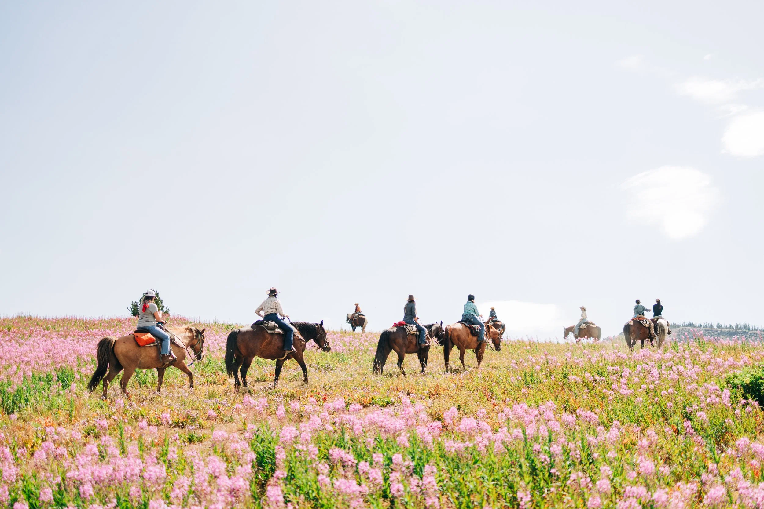Group of people riding horses through a pink flower-covered field under a bright, partly cloudy sky.