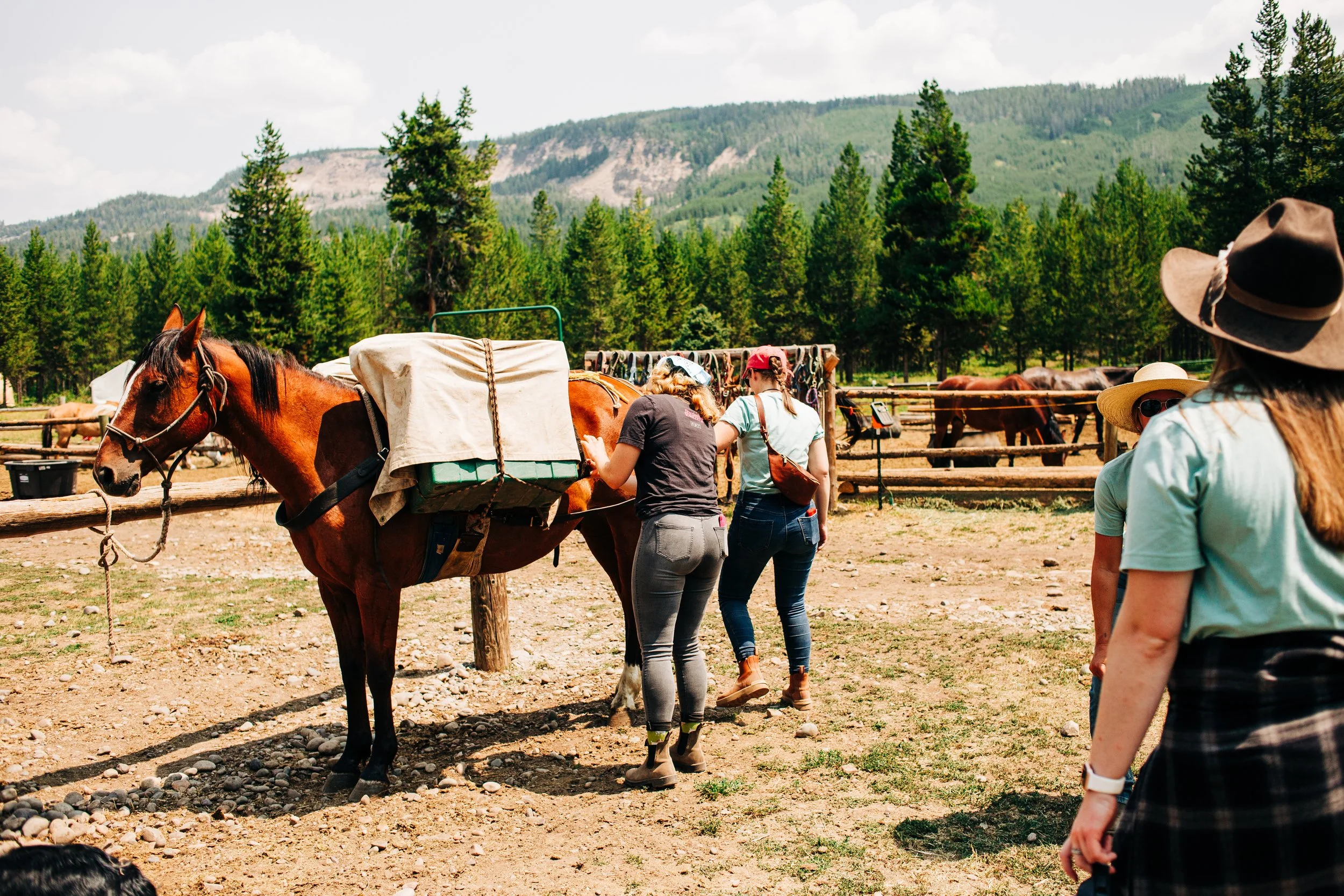 People preparing horses for riding in an outdoor ranch with tall pine trees and mountains in the background.