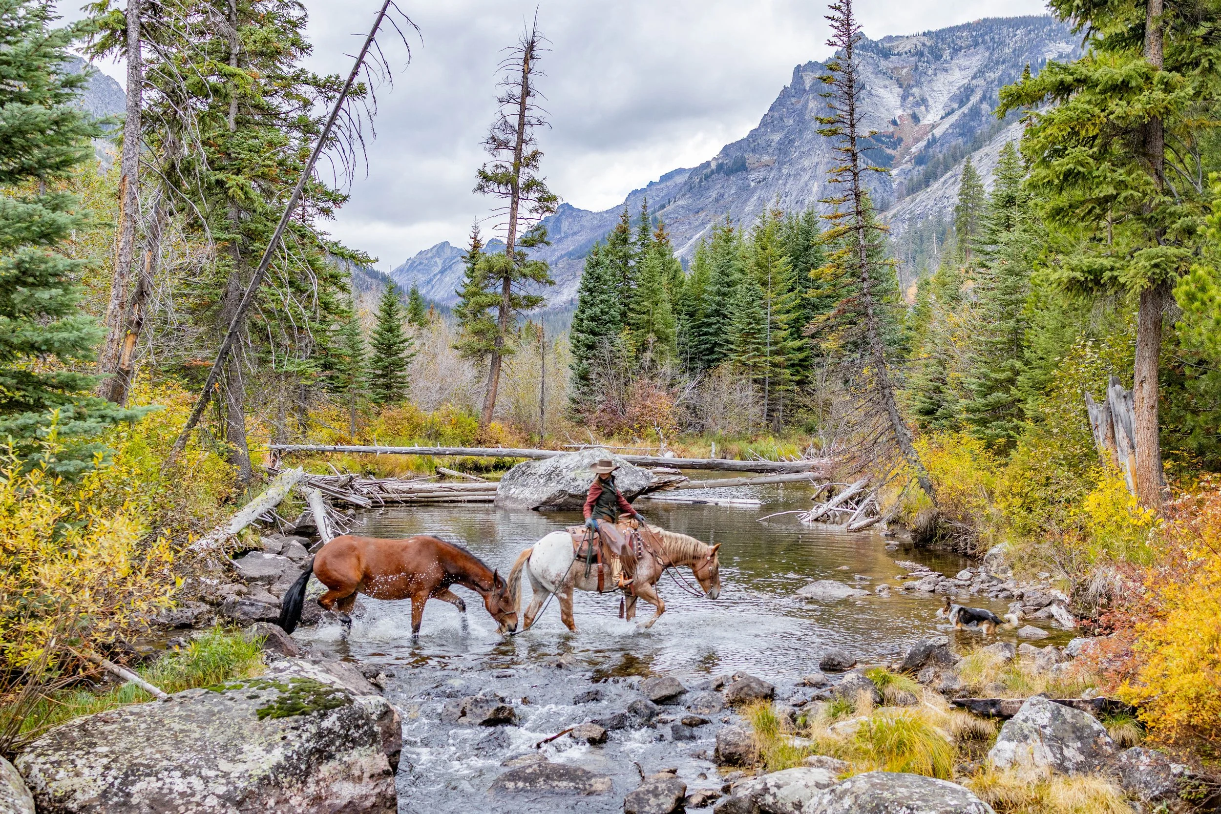 Horses crossing a river with a person riding one horse, surrounded by dense pine trees and rugged mountains under a cloudy sky.