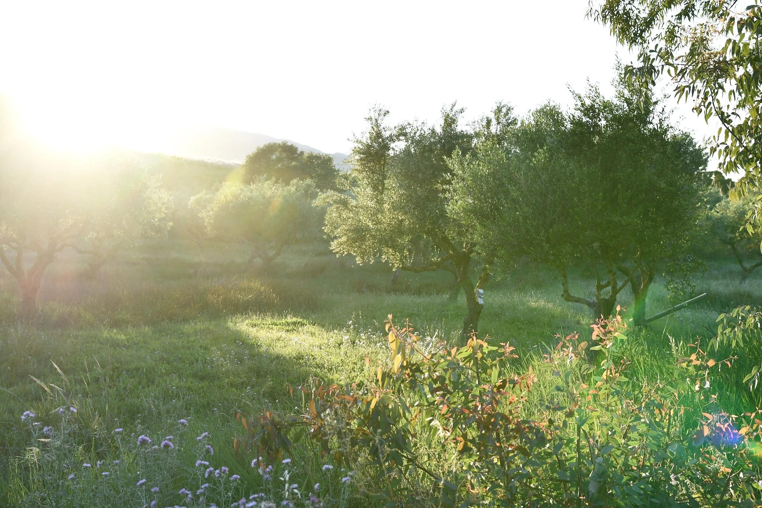 Henley's Orchard