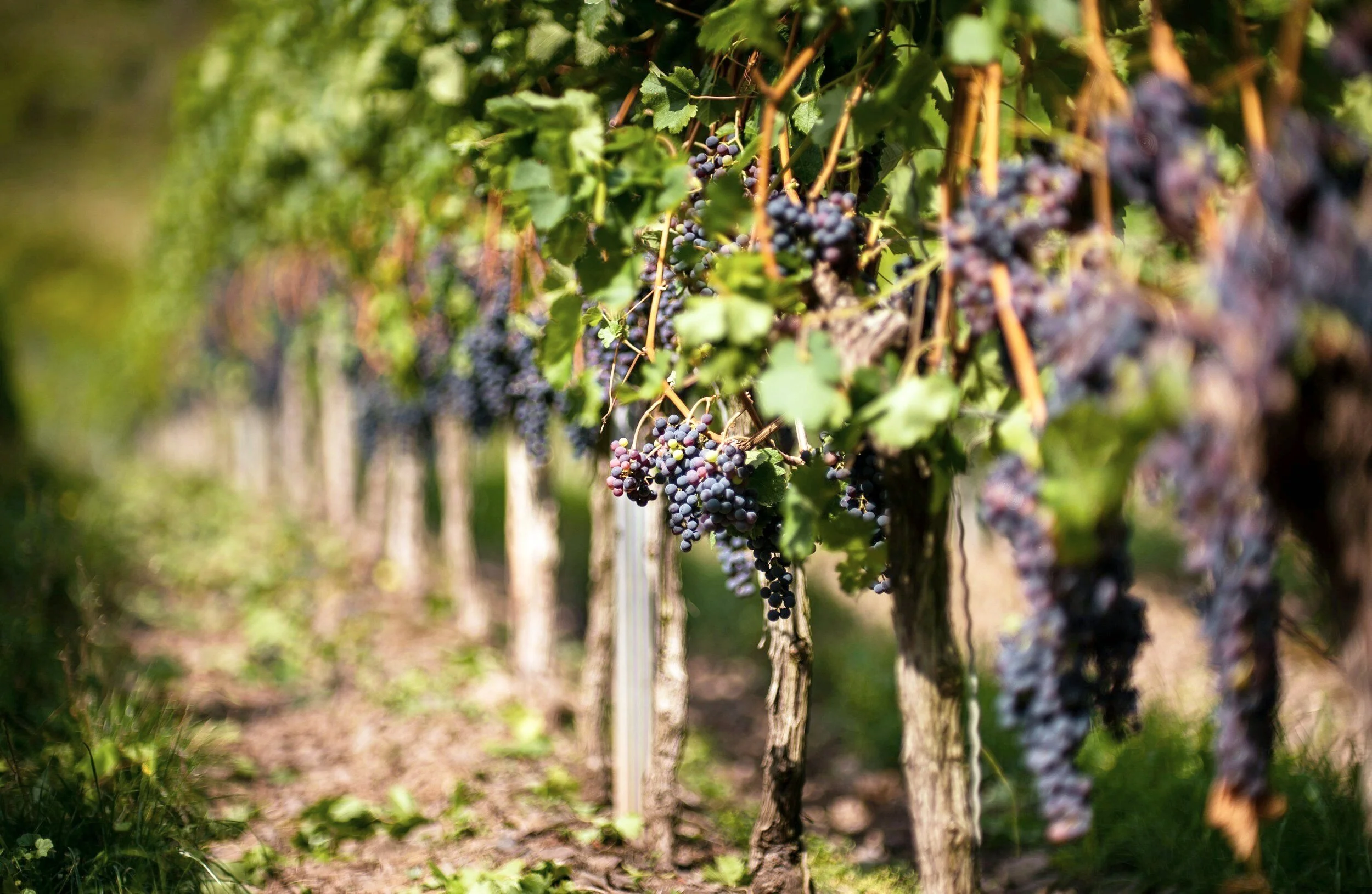 Rows of grapevines with clusters of dark purple grapes hanging on the vines in a vineyard