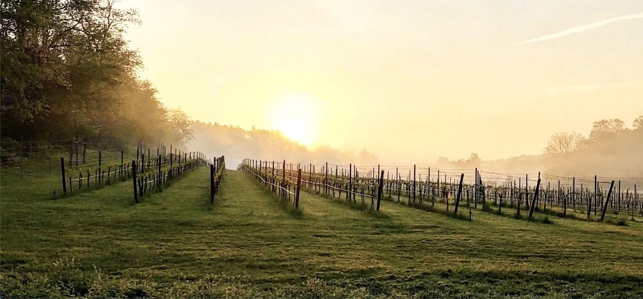 Sunset over a vineyard with rows of grapevines and a trellis system, surrounded by greenery and trees on the side.