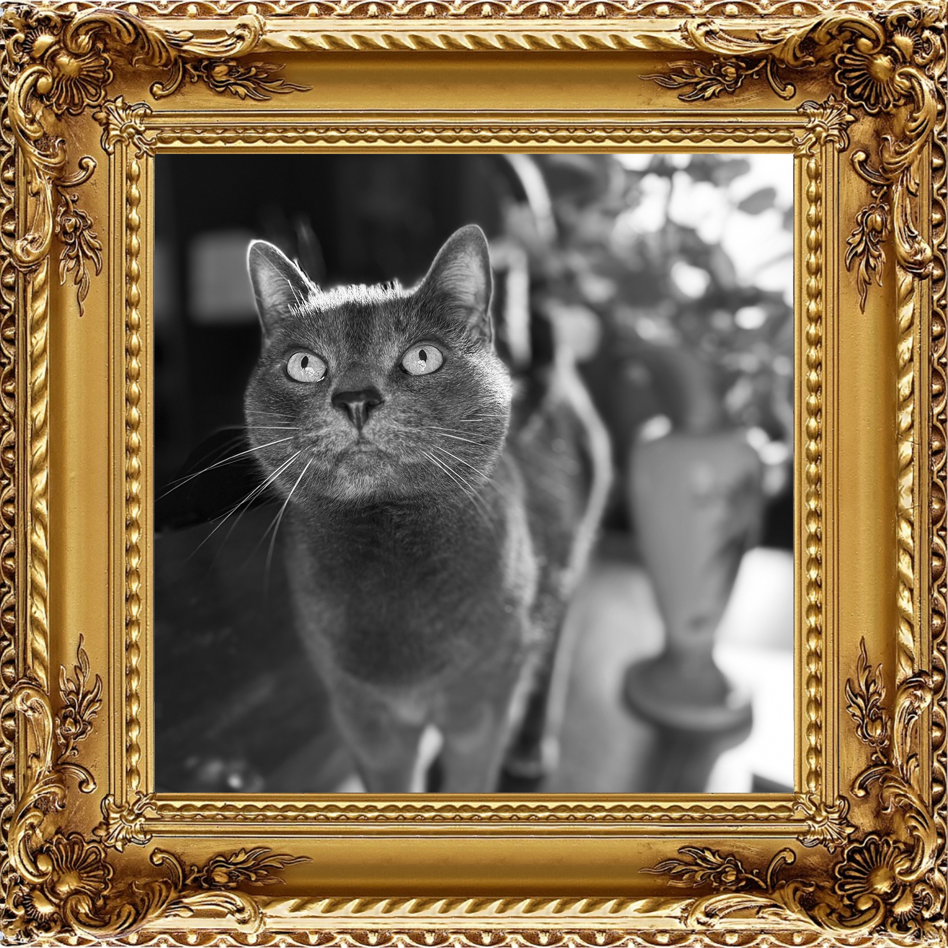 black and white portrait of a gray cat named Bruno