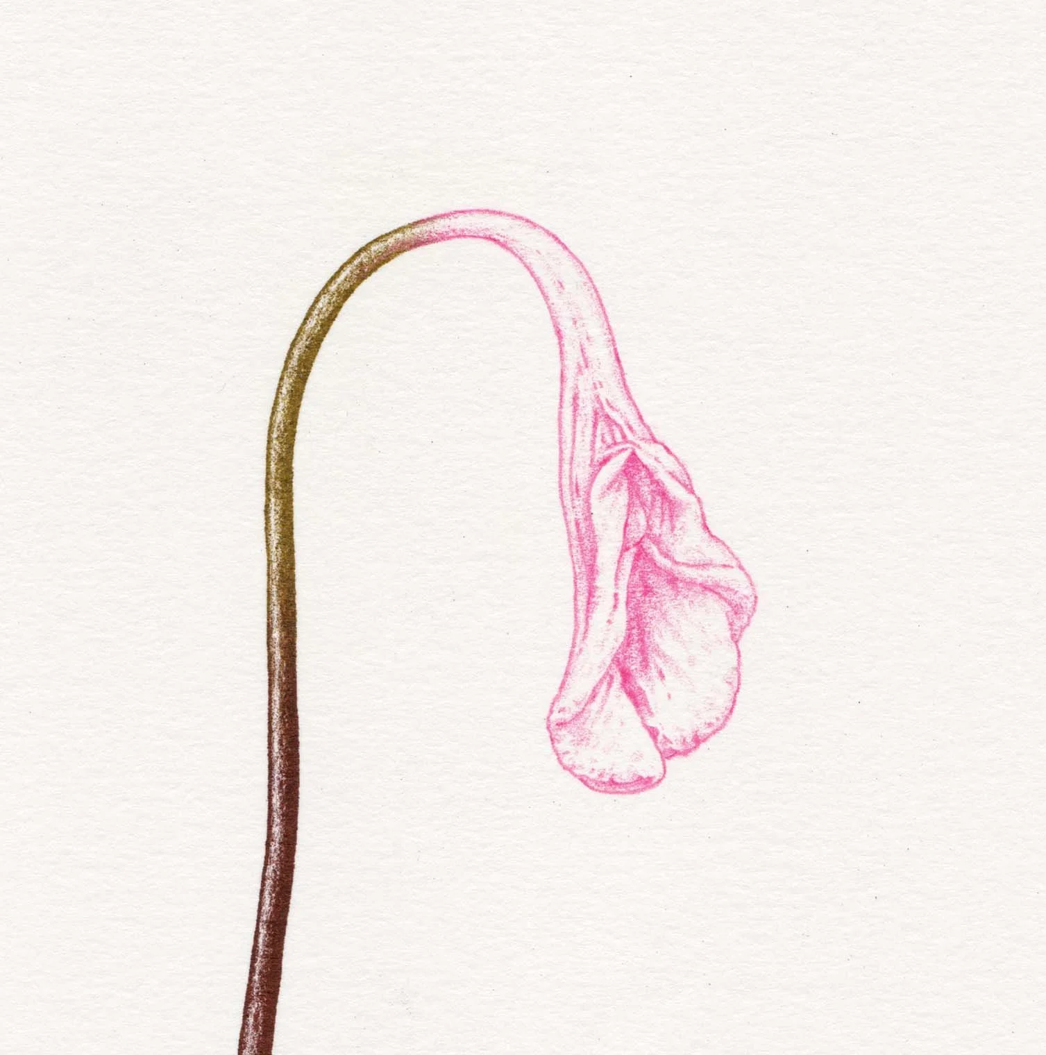 Mr B_W26_HF cock vulva 04.jpg