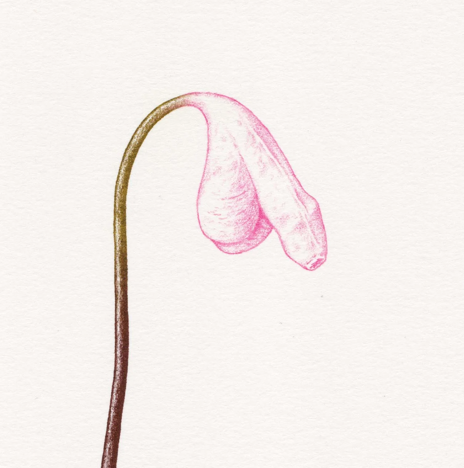 Mr B_W26_HF cock vulva 06.jpg