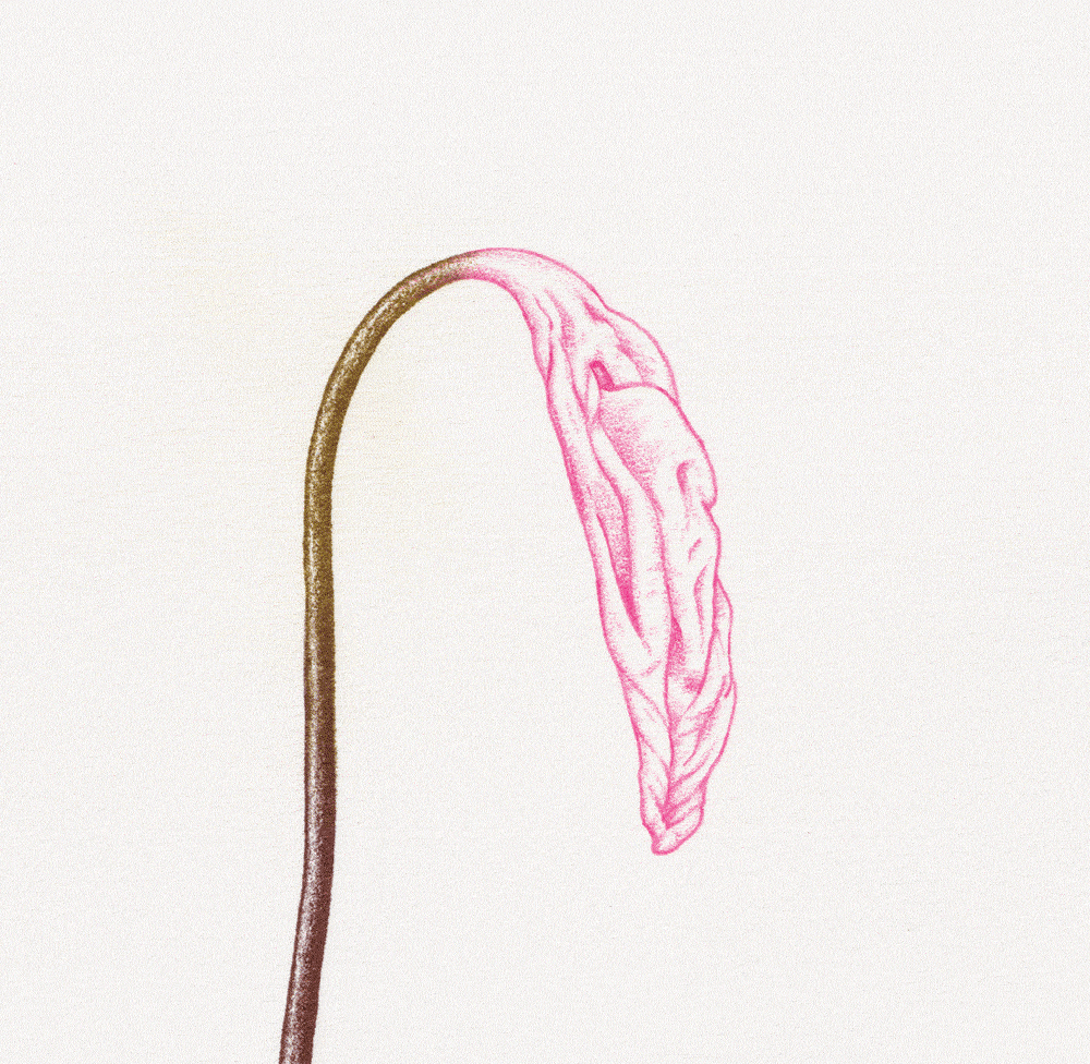 Mr B_W26_HF cock vulva Animation 02.gif