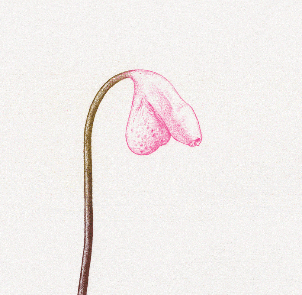 Mr B_W26_HF cock vulva Animation 01.gif