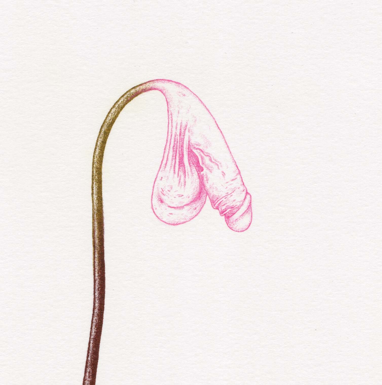 Mr B_W26_HF cock vulva 07.jpg