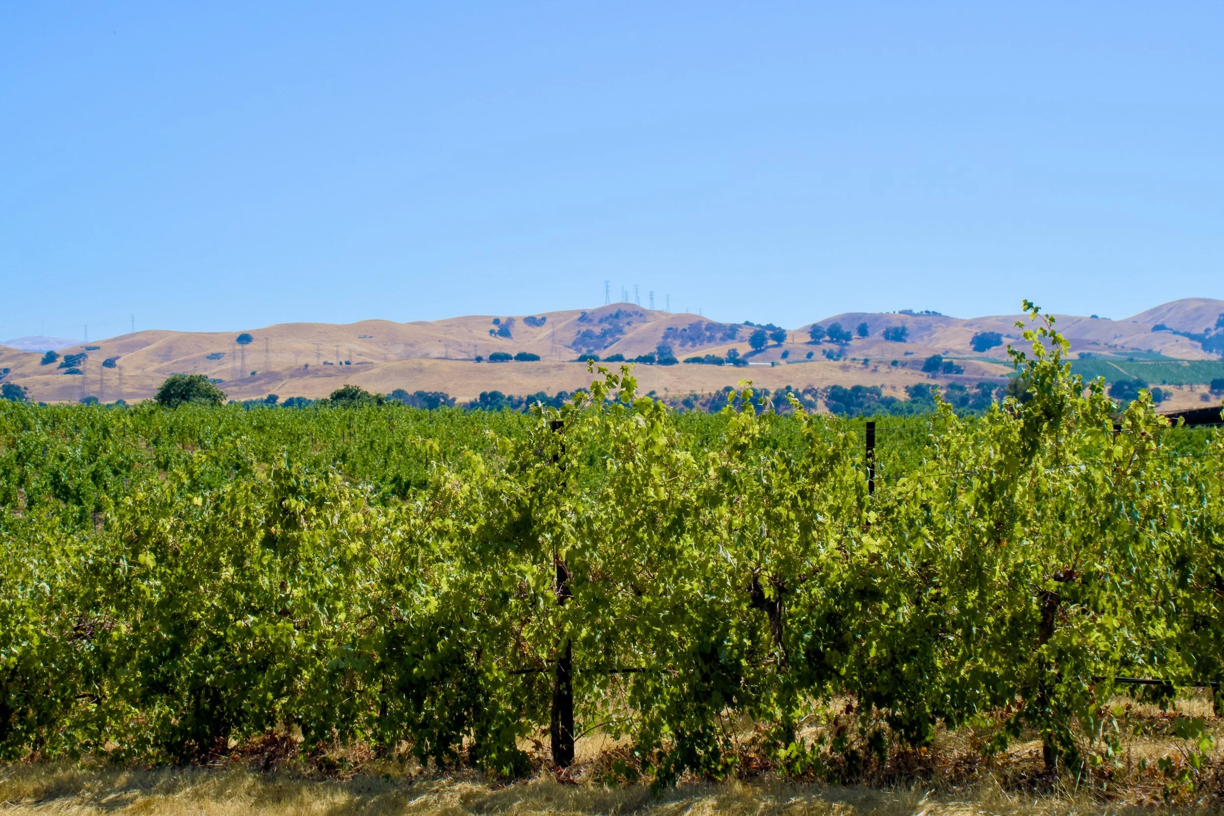 Vineyard with green grapevines in the foreground and rolling hills with dry grass and scattered trees in the background, under a clear blue sky.