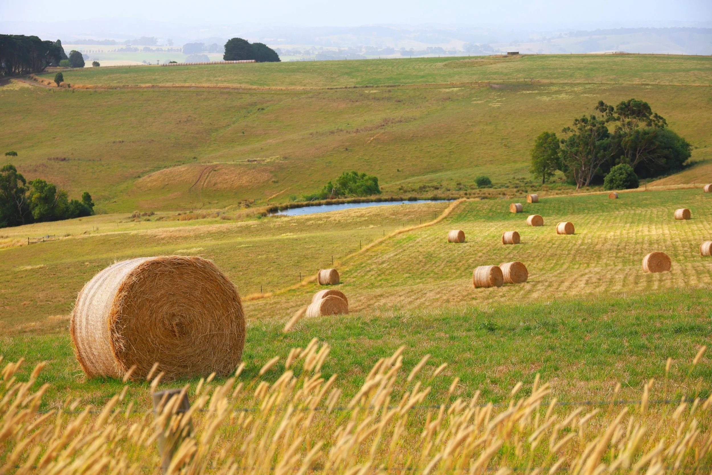 A scenic rural landscape with rolling green hills, hay bales scattered across a field, a small pond, and trees in the distance under a hazy sky.