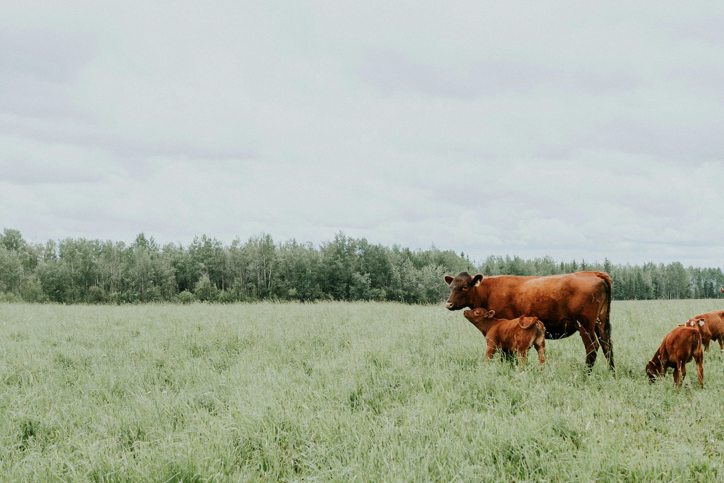 Brown cows grazing in a green field with trees and an overcast sky in the background.