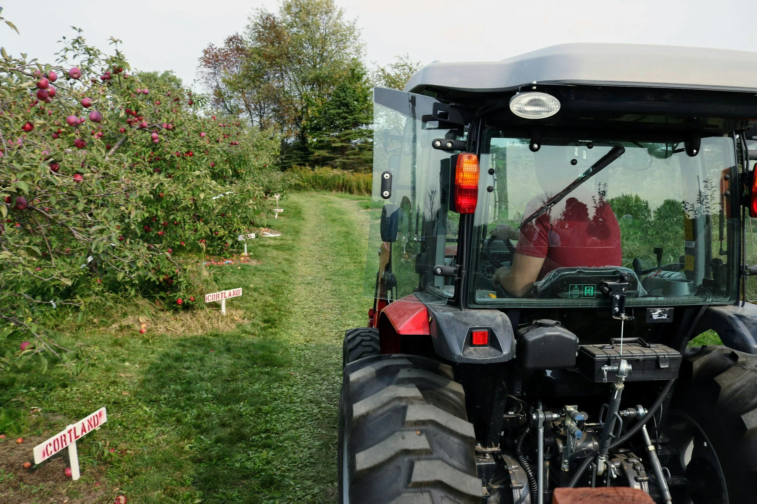 A person driving a red utility vehicle through an orchard with rows of apple trees bearing red apples on the left and a grassy path on the right, with signboards and trees in the background.