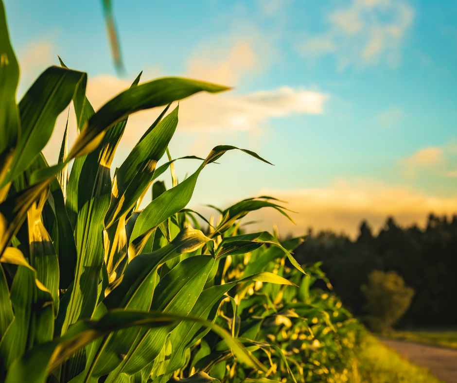 2027 Ag Economy Outlook: What It Means for Borrowing and Land Values