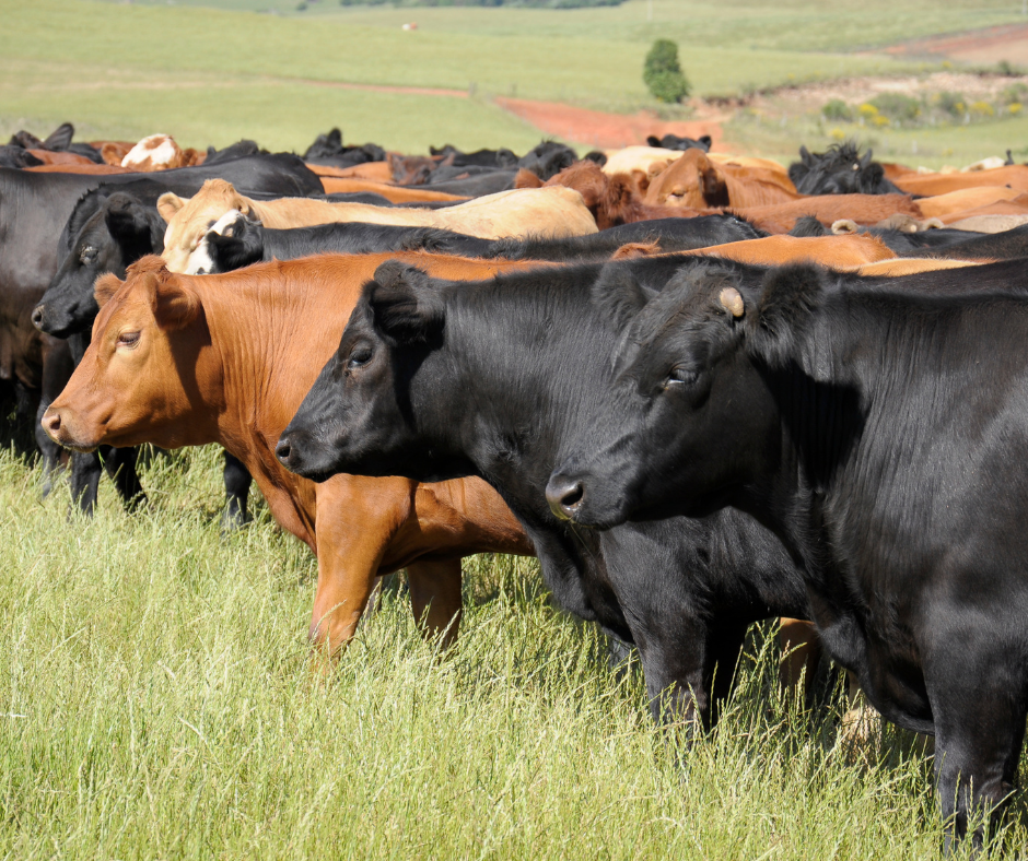 1031 Exchanges: Deferring Taxes When You Sell and Buy Farmland
