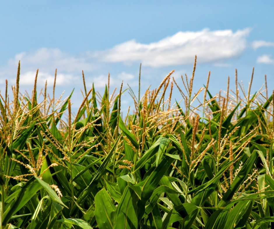 Crop Insurance and Your Loan: How Risk Management Affects Your Rate