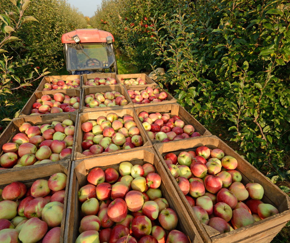 Harvest Cash Flow: Bridging the Gap Between Input Costs and Grain Checks