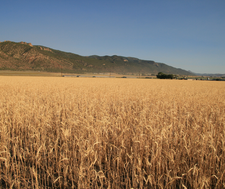 Grain Marketing 101: Locking In Prices Without Locking Up Your Cash Flow