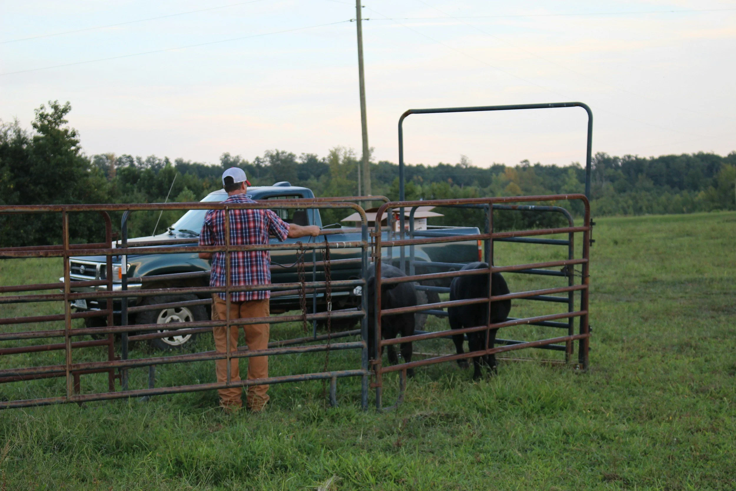 A person in a plaid shirt and brown pants is working with a cow behind a rusty metal gate in a rural field. The person is holding the gate, and a black truck is parked nearby. There is a background of green trees and a utility pole under a cloudy sky.