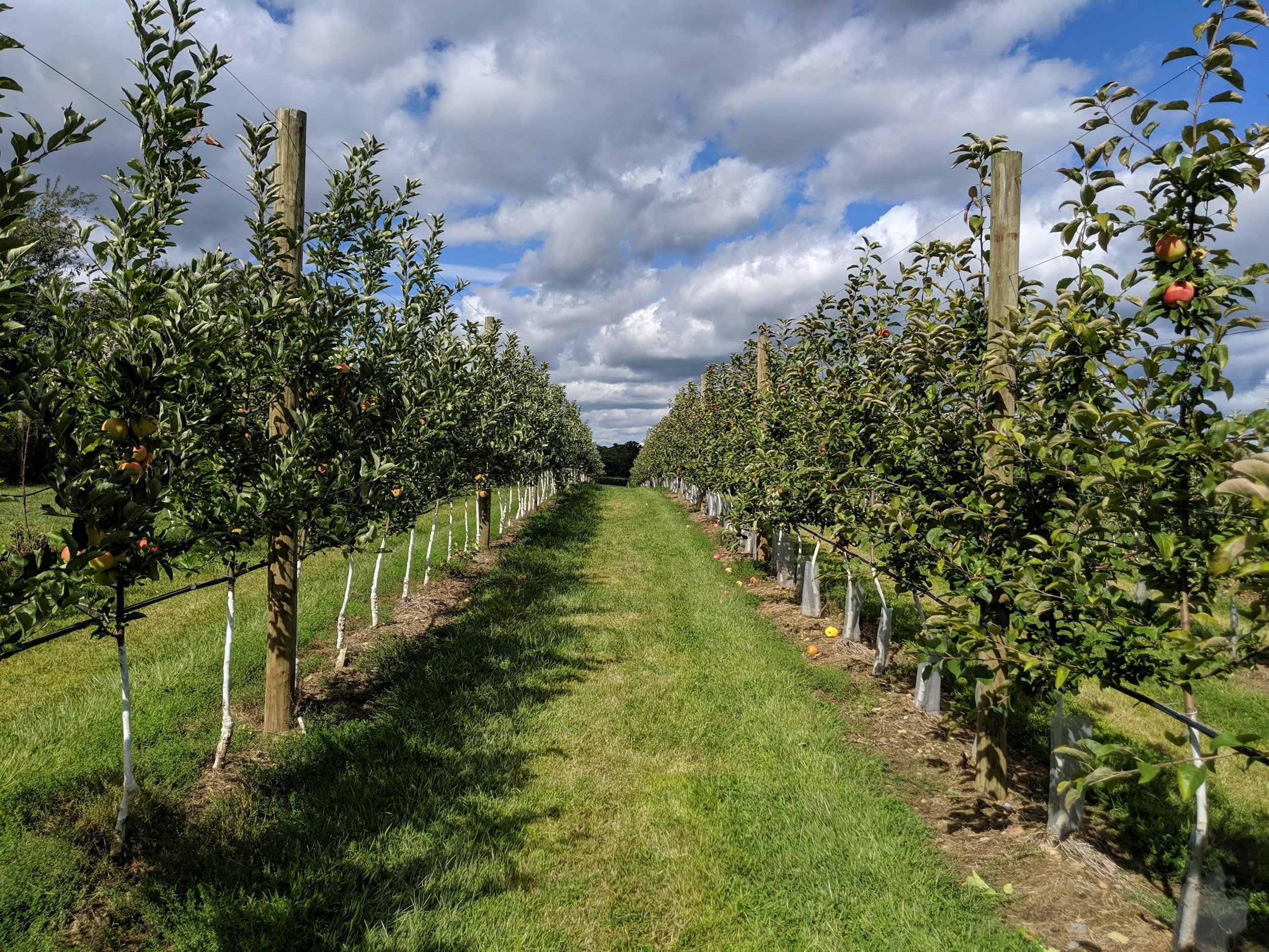 An orchard with rows of apple trees supported by wooden posts and wire, under a partly cloudy sky.