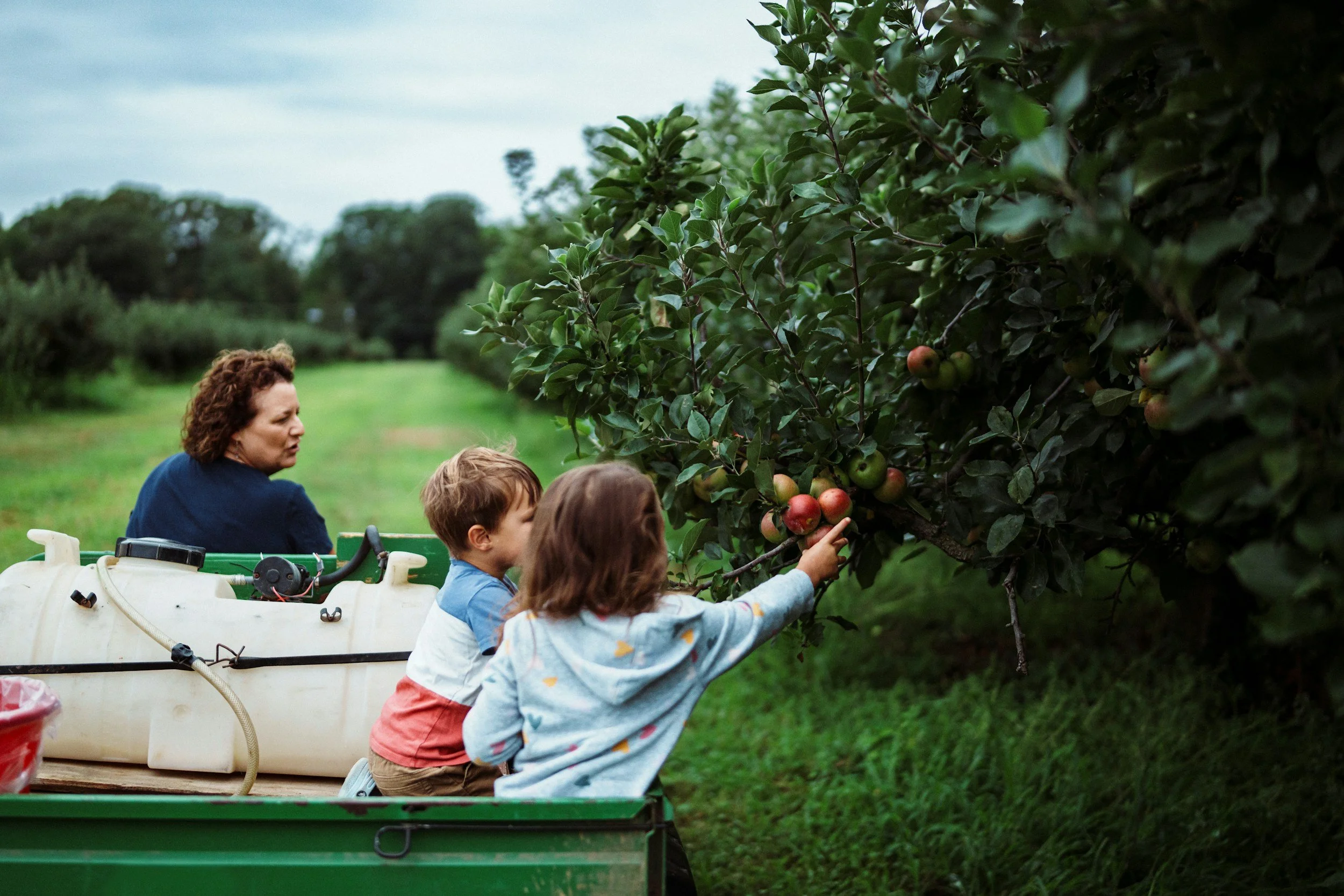 A woman and three children harvesting apples from an apple tree on a farm, with green grass and trees in the background.