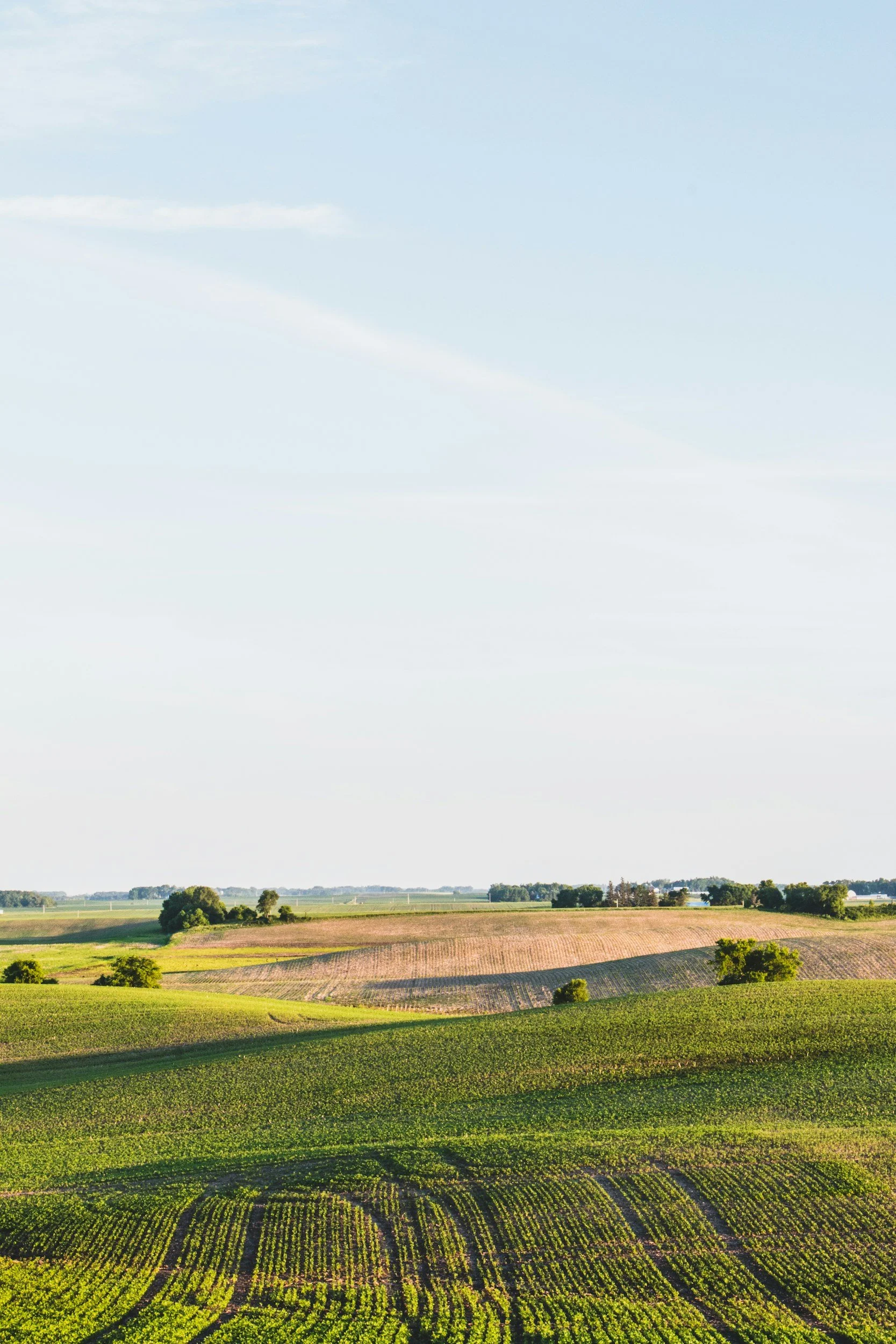 American farmland with organized crop rows, gently rolling hills, scattered trees, and a horizon with a clear sky containing light clouds.