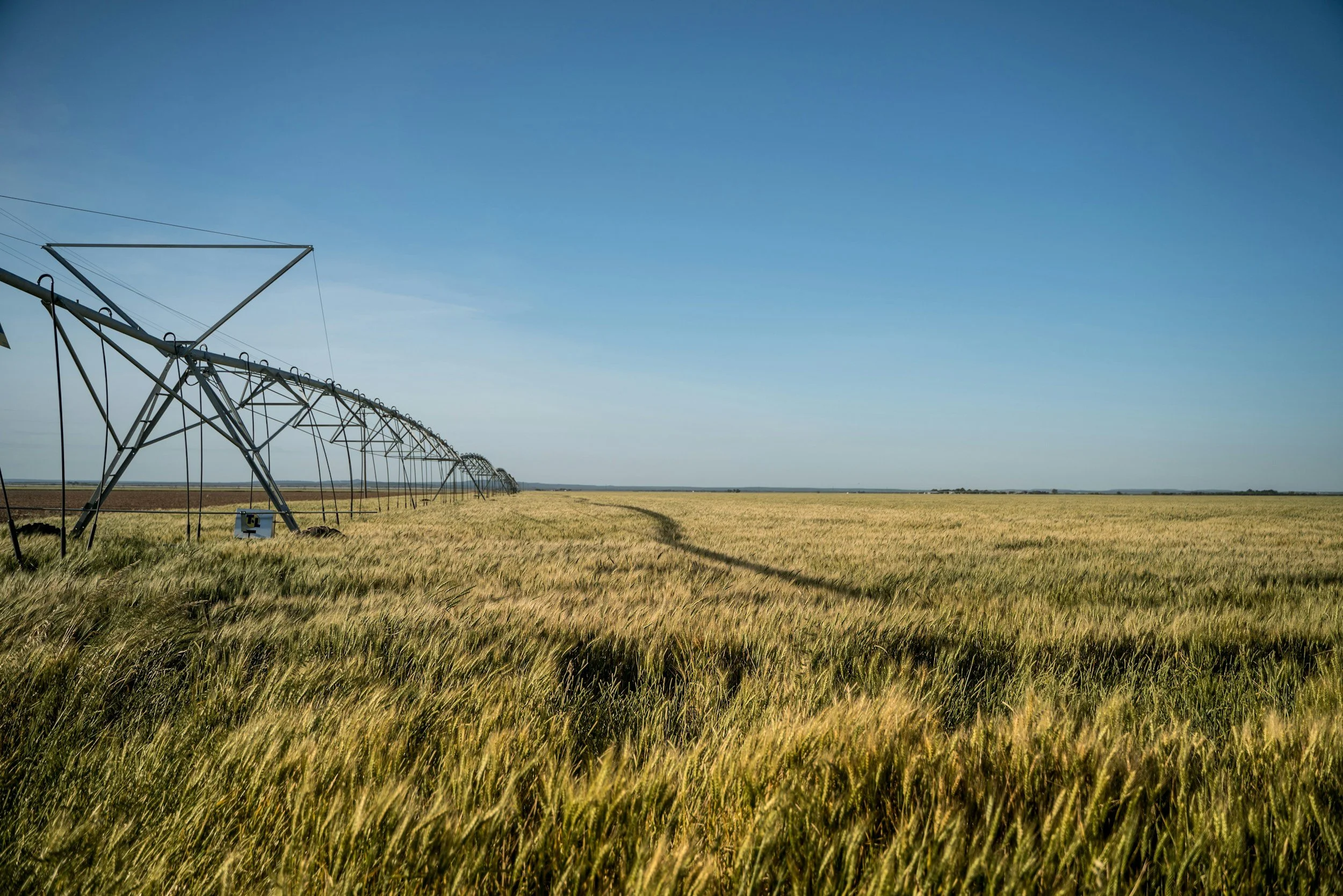 Wide field of tall yellow wheat under a bright blue sky with a large irrigation sprinkler system extending across the field.