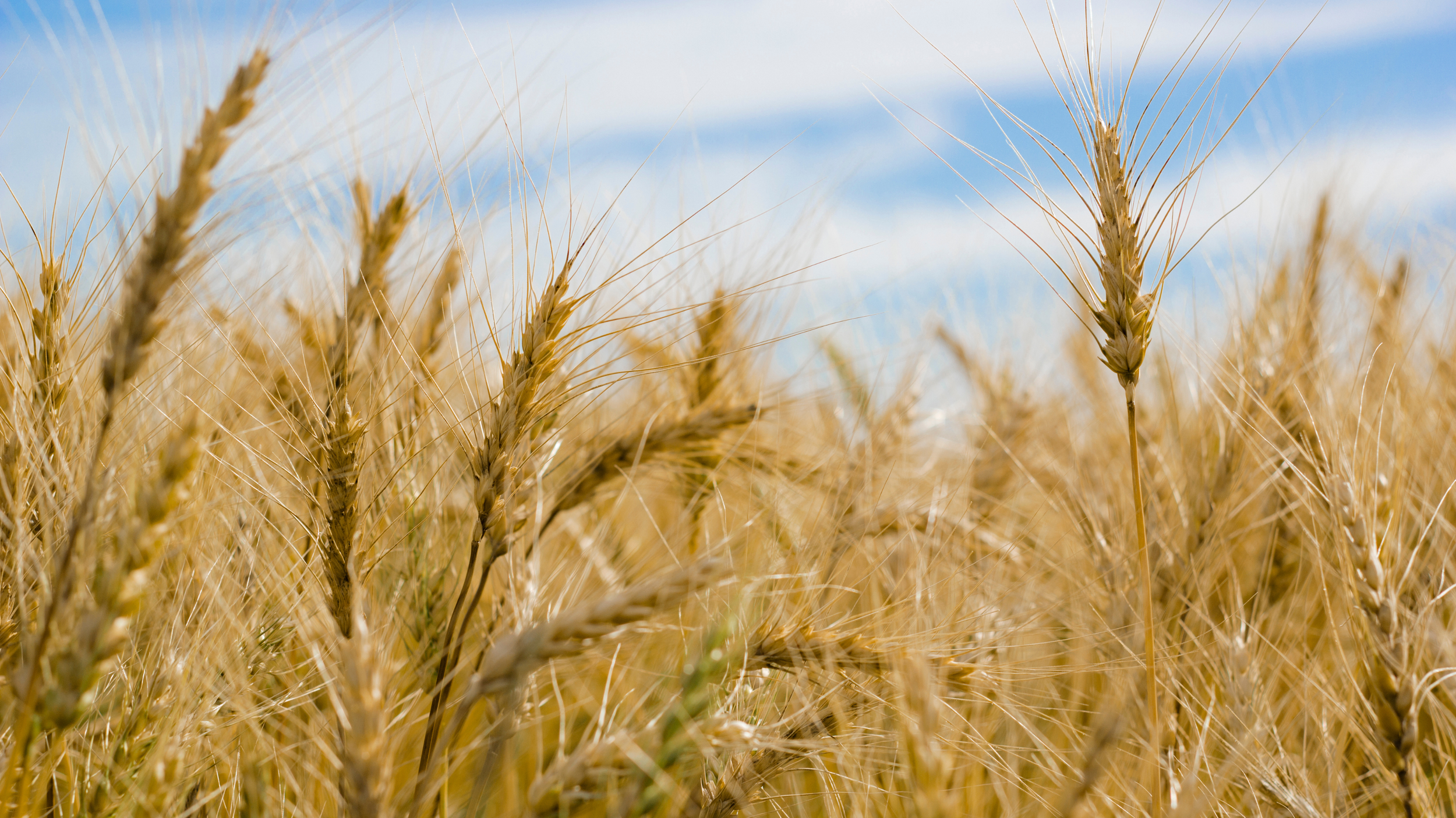 Questions to Ask About Your Current Farm Debt