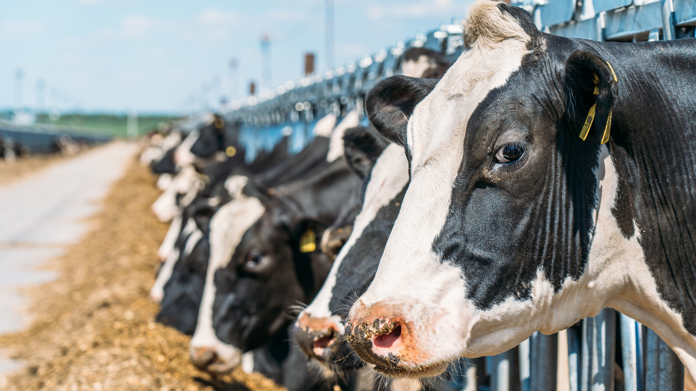 A line of black and white Holstein cows, standing in a row at a dairy farm, feeding from a feeding trough with a farm building and sky in the background.