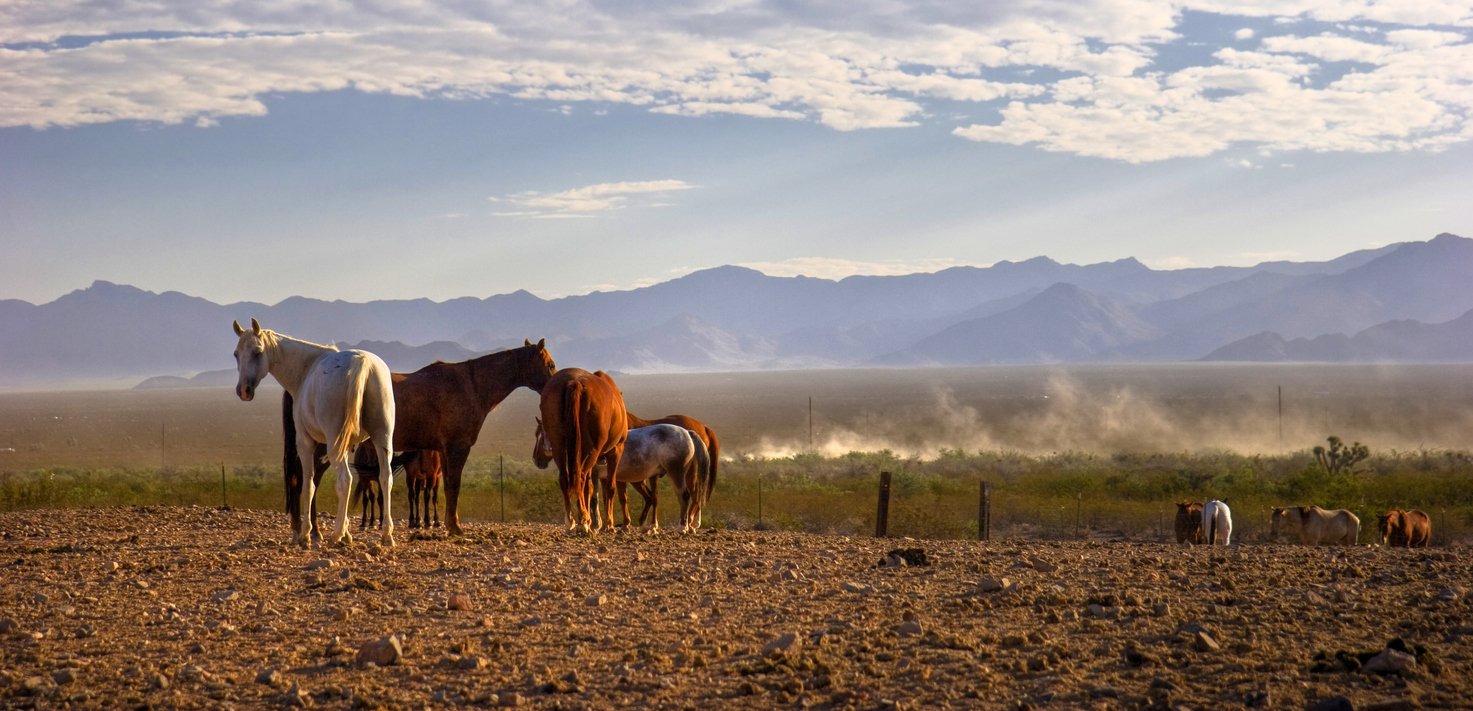 aHorses on an Arizona ranch with desert mountains behind them