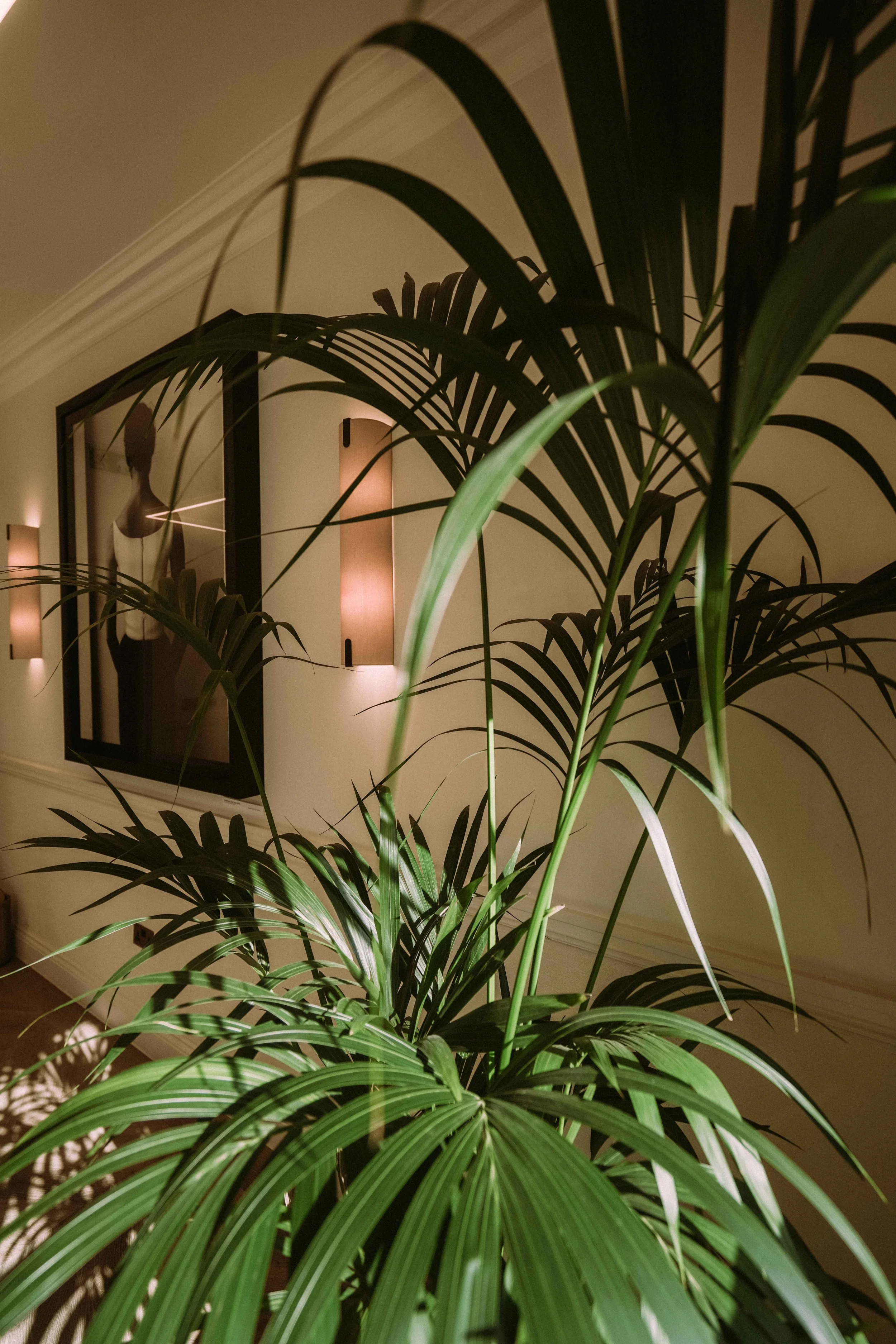 A tall green indoor plant with long, arching leaves in front of a wall with framed artwork and wall sconces.