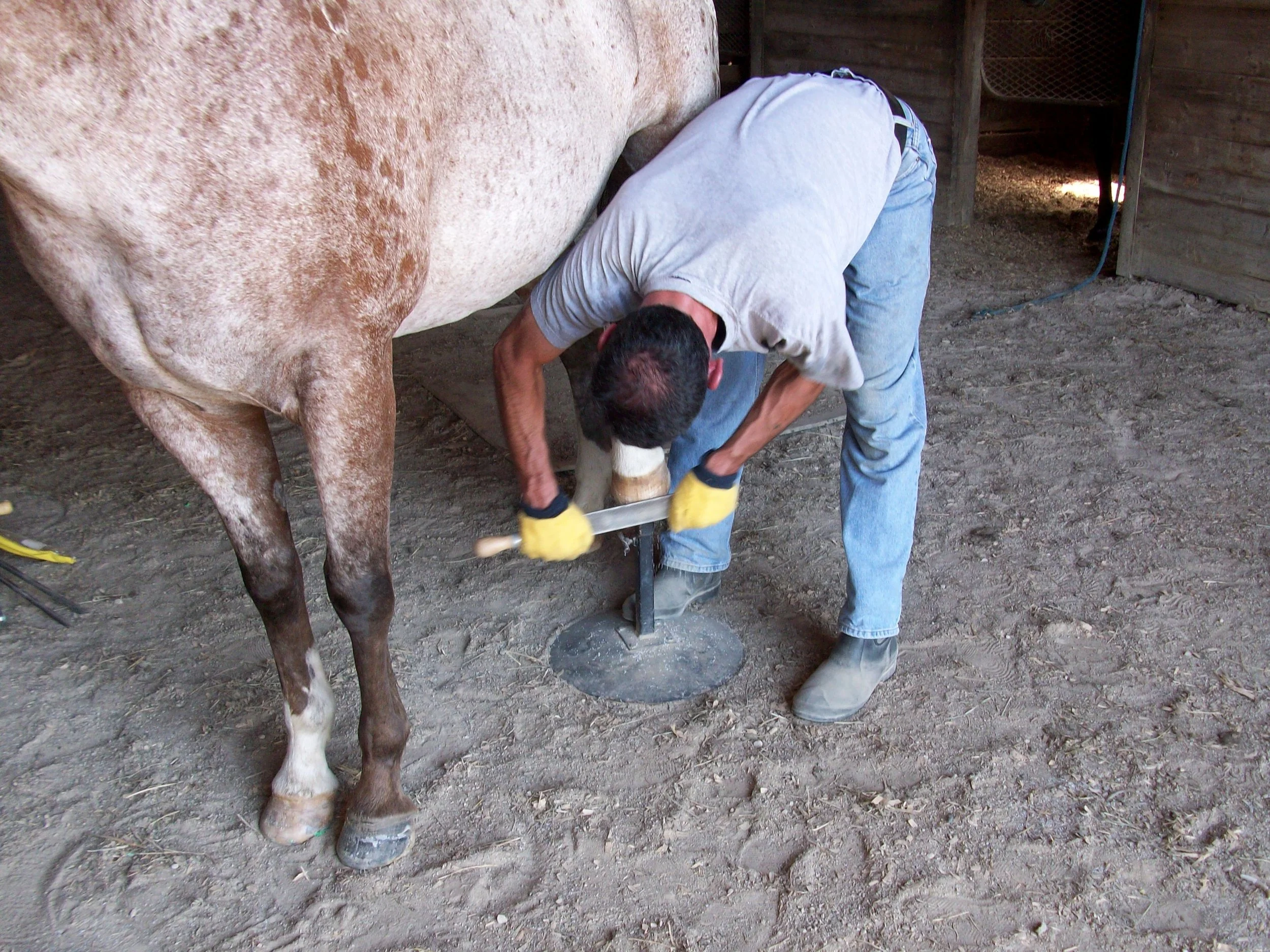 A person in a gray t-shirt and jeans kneeling under a large white and brown horse, tending to the horse's hoof in a barn or stable with wooden walls.