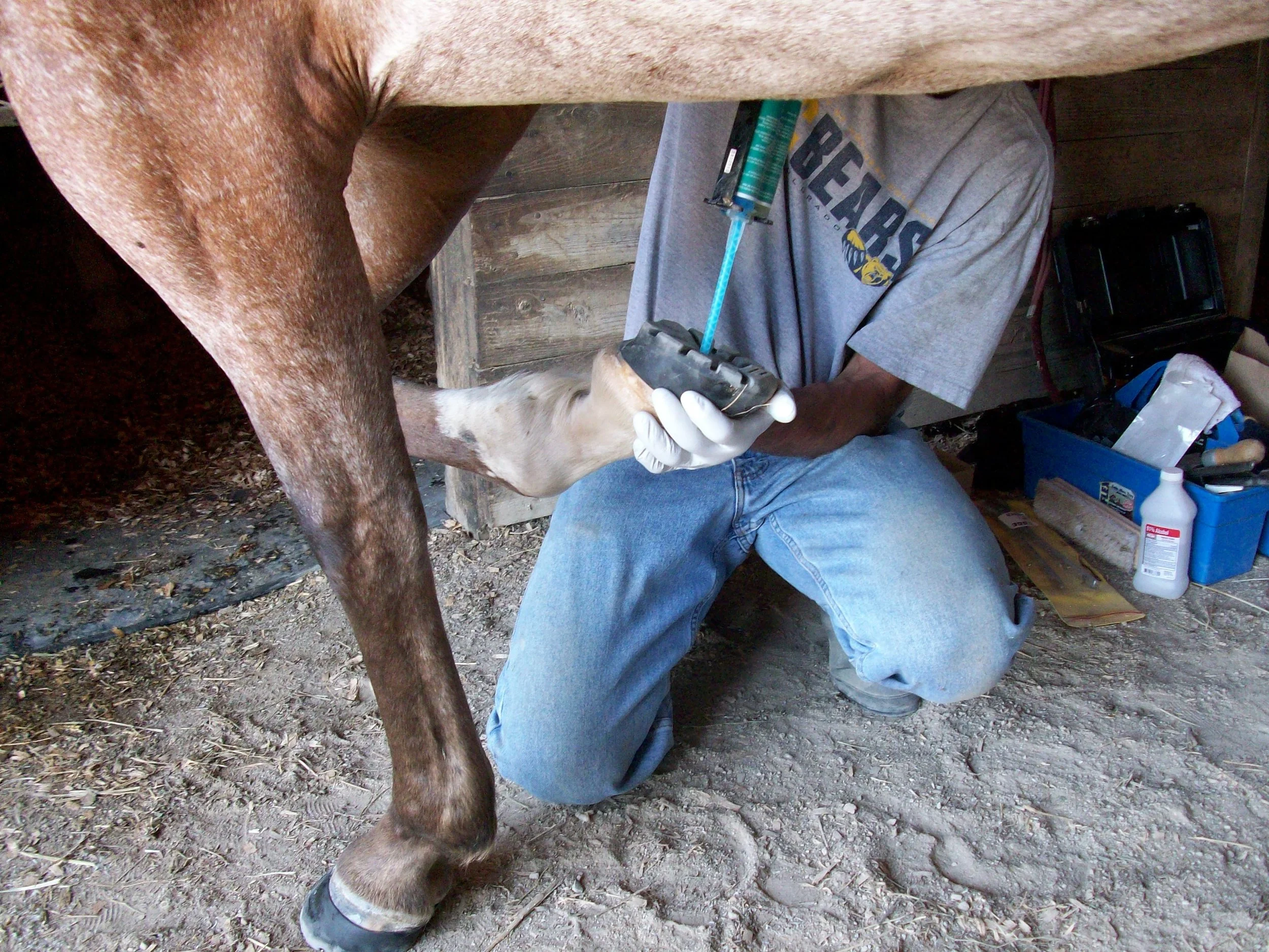 A person milking a horse, kneeling on the ground and holding a device to collect milk from the horse's udder, with farm tools and supplies nearby.