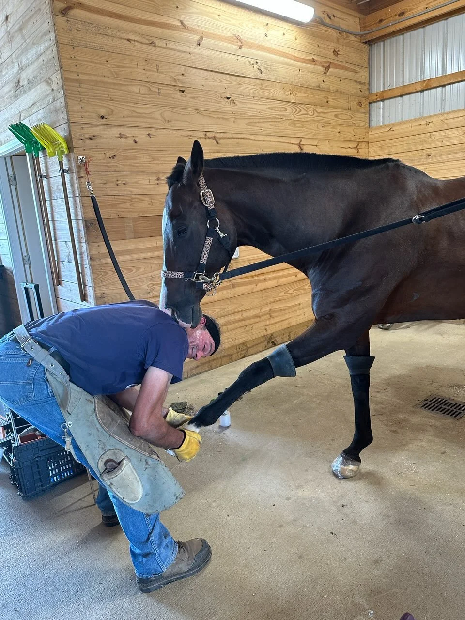 A man receiving hoof care from a farrier while standing inside a wooden barn with metal siding. The man is kneeling on the ground, holding a horse's leg, and the horse is standing calmly.