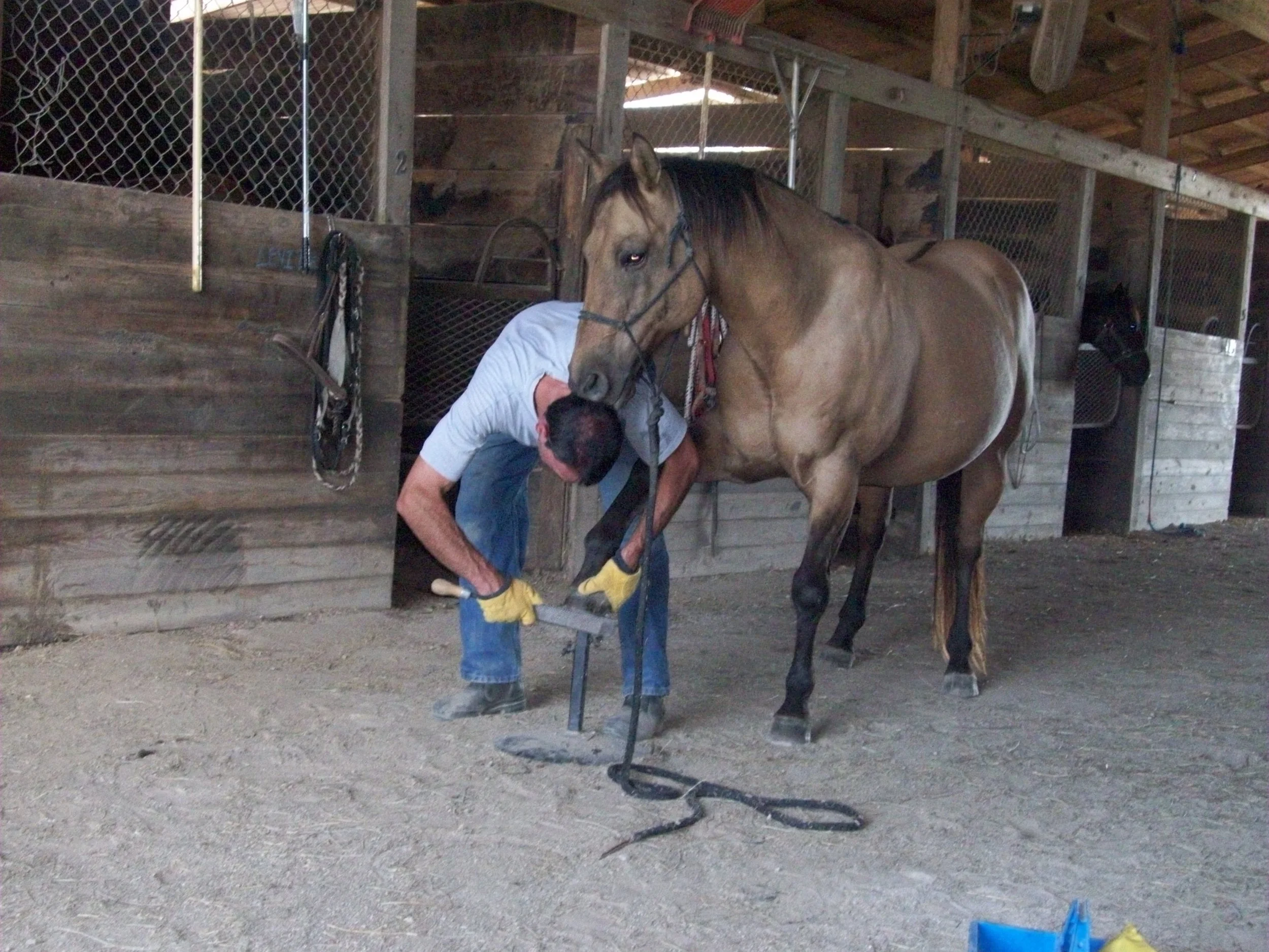 A man in a gray shirt and yellow boots works with a brown horse inside a wooden barn, with chain-link fencing and horse stalls around.