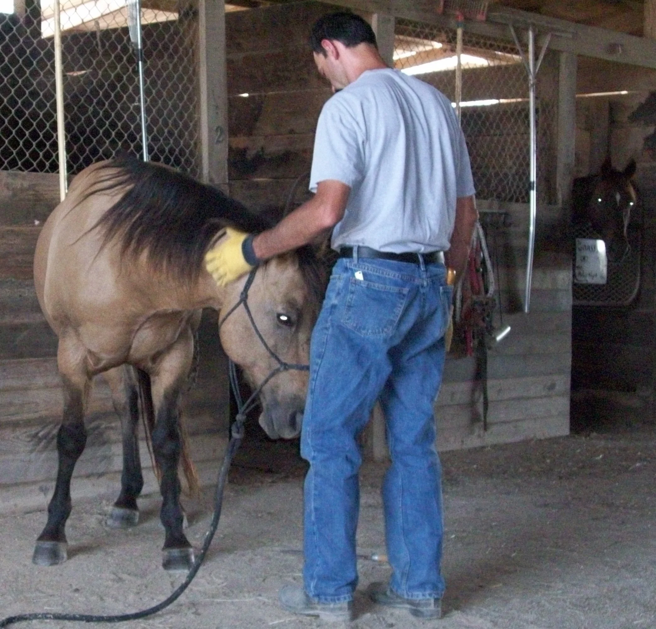A man in jeans and a white T-shirt is grooming a brown horse inside a wooden stable with a chain-link fence. The horse is wearing a bridle, and the man appears to be brushing or inspecting the horse's neck.