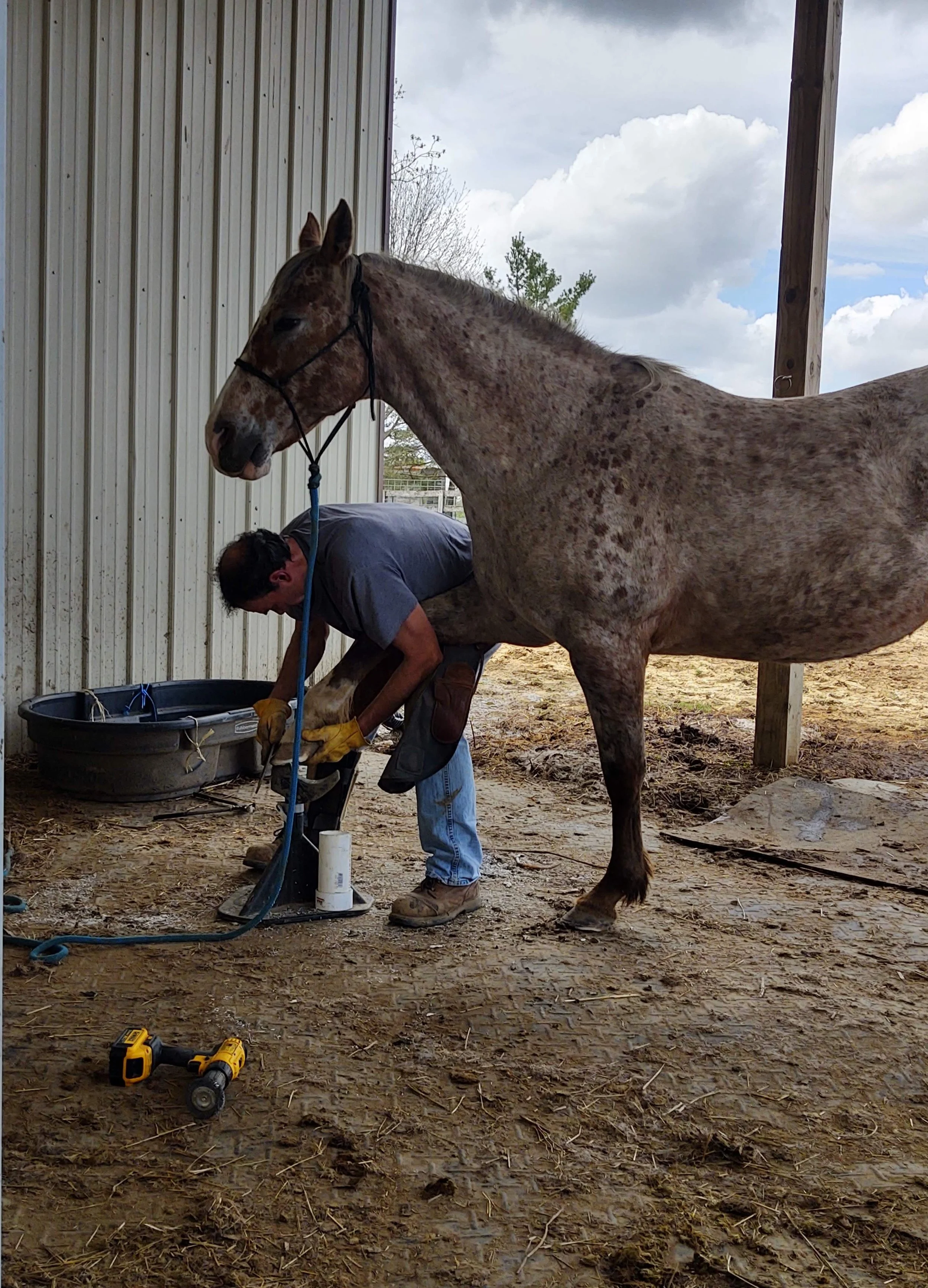 A person working on a horse in a barn or stable, with tools and equipment nearby, the horse's head resting on the person's back.