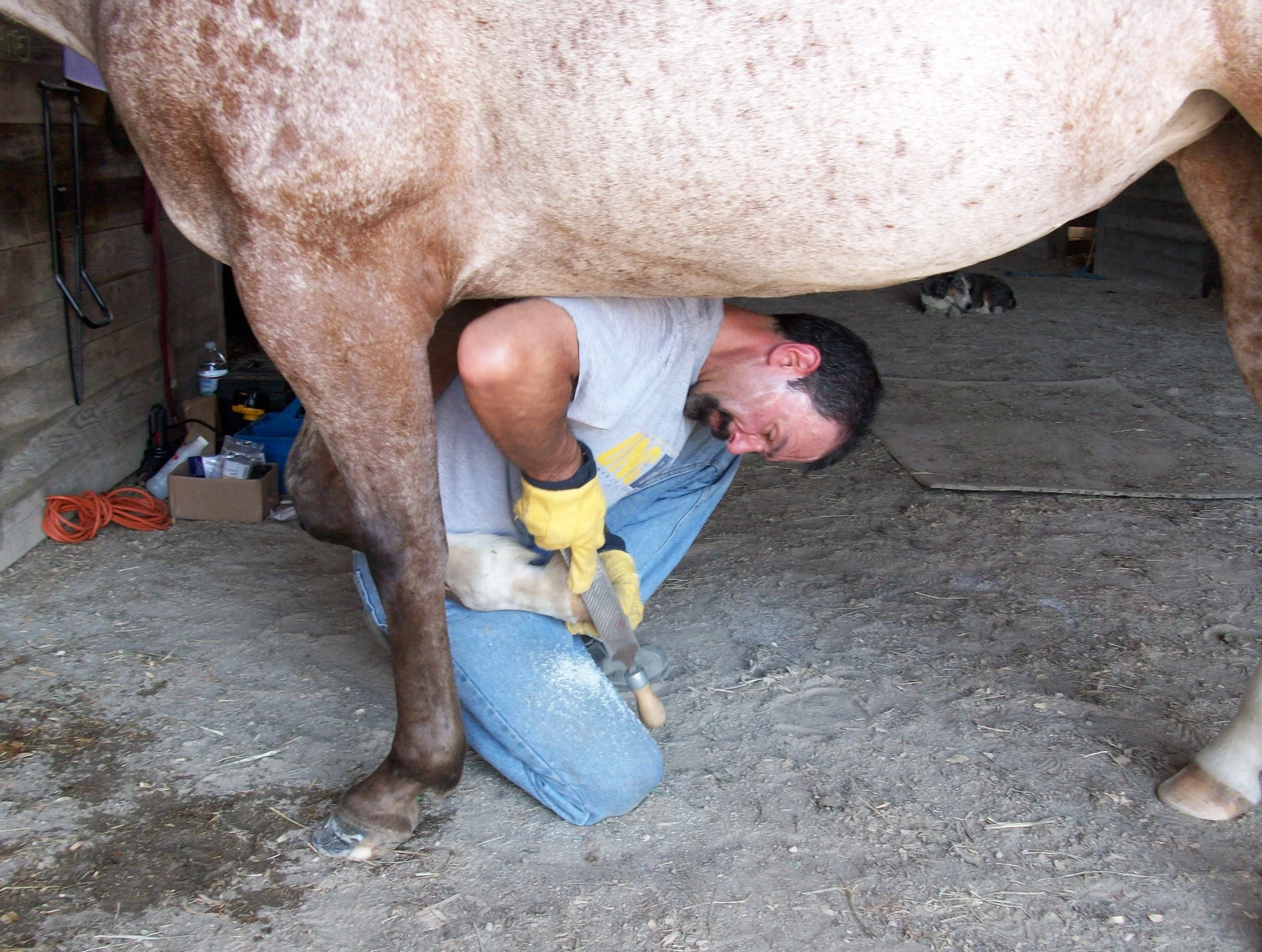 A man kneeling on the ground working on a horse's hoof in a barn-like setting. The horse's body covers most of the man's face. Tools and supplies are on the floor and wall nearby.