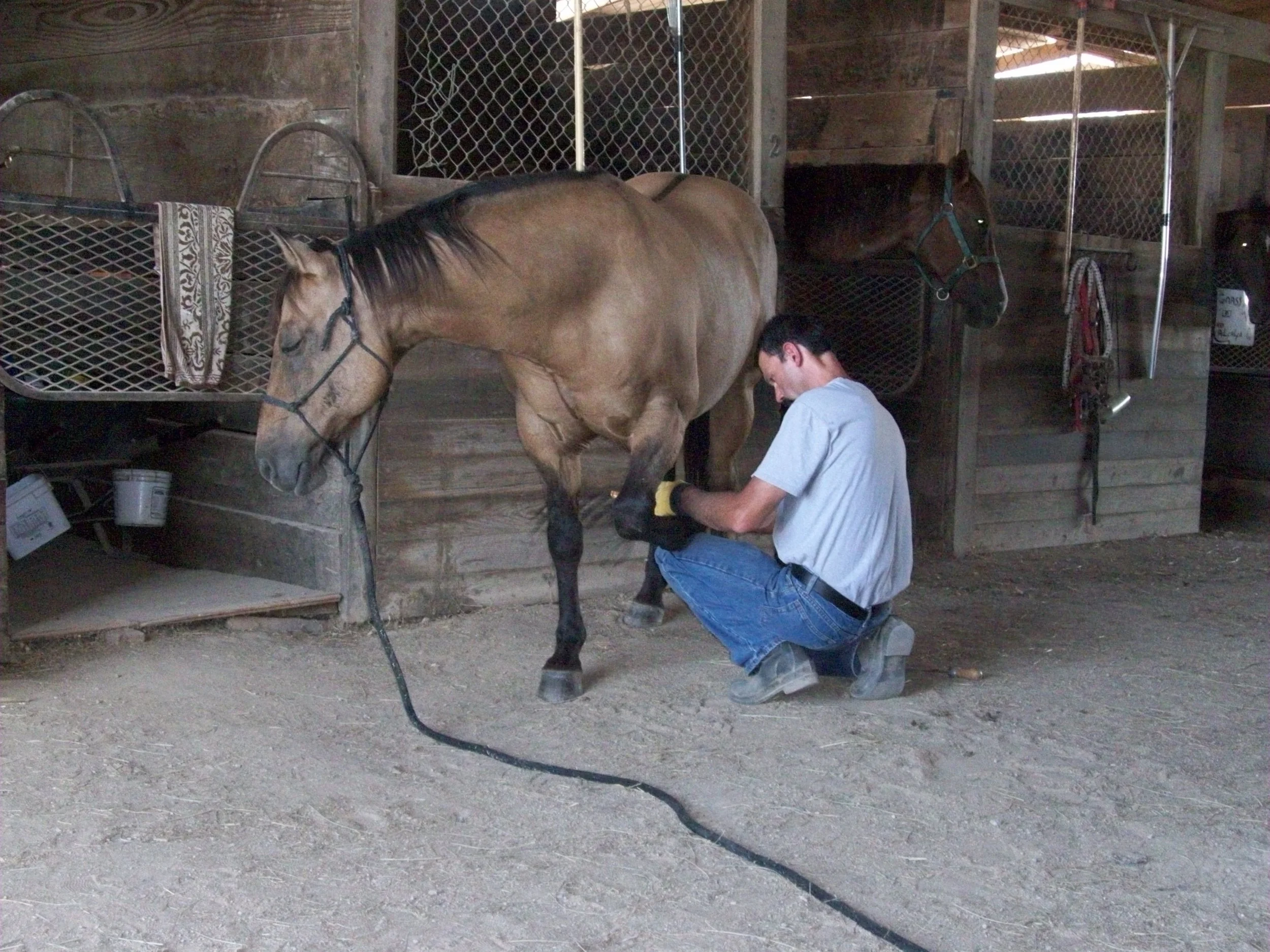 A man fitting a shoe on a brown horse inside a wooden stable with chain link fencing.