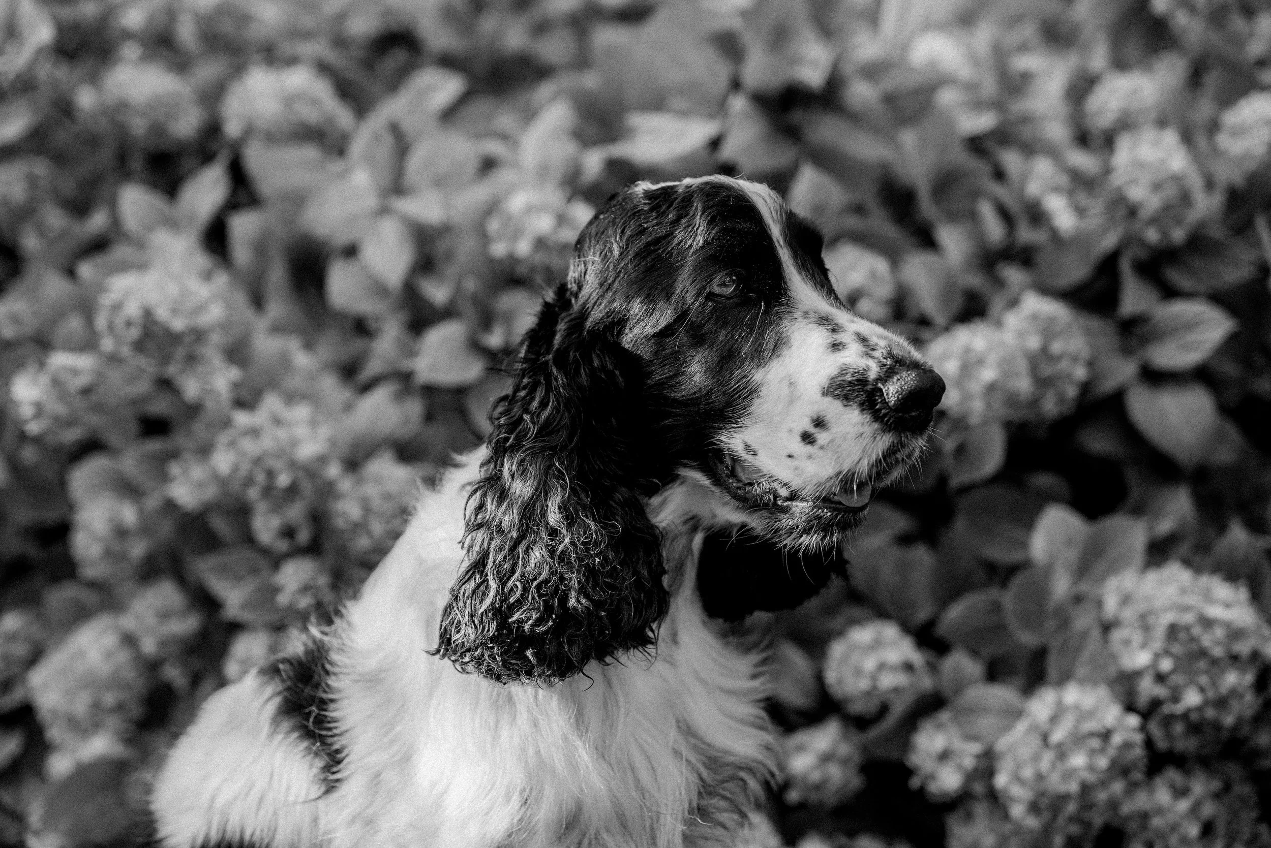 Artù