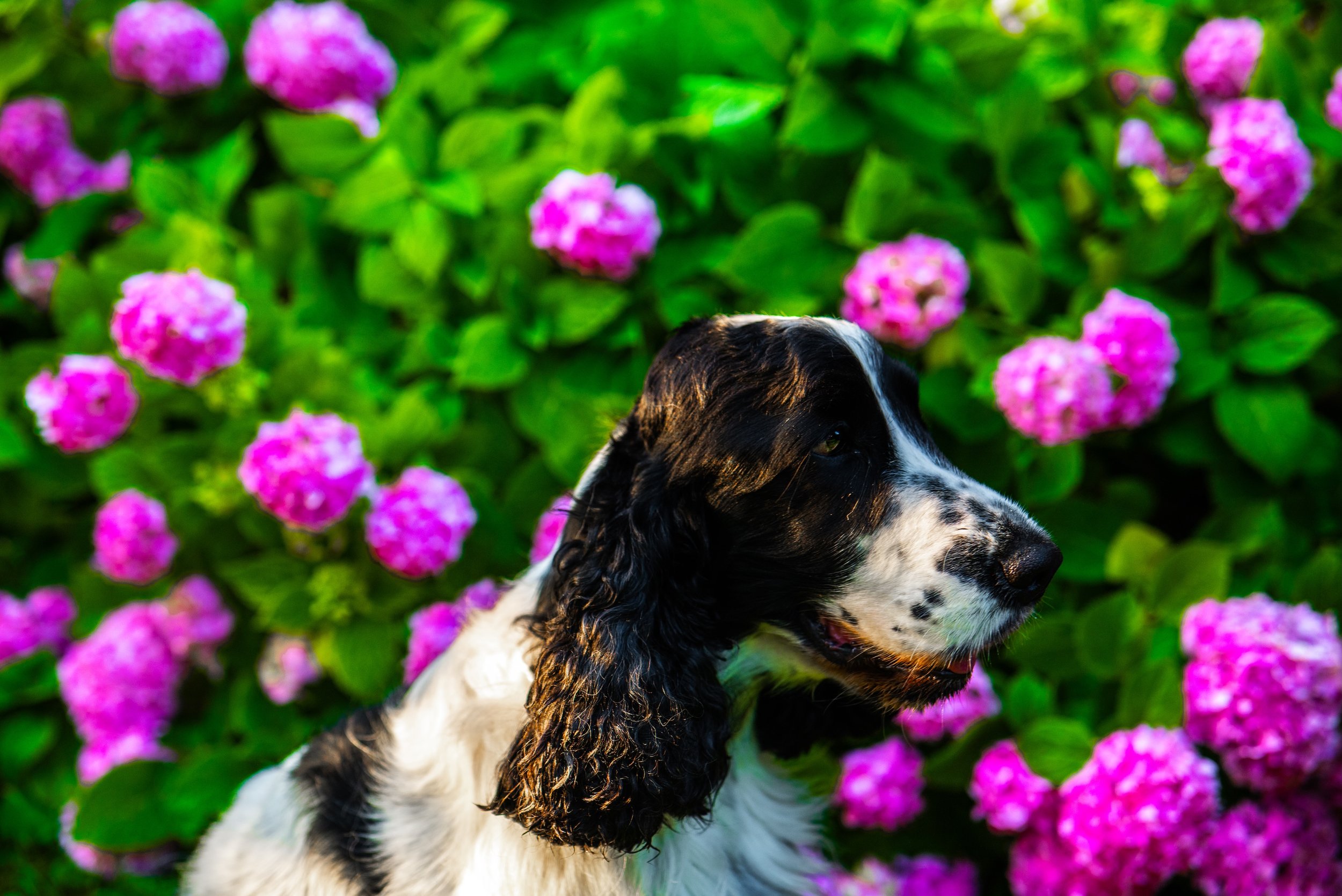 Artù posa in giardino