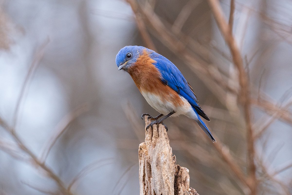 A small bird with blue and orange feathers perched on a piece of wood.