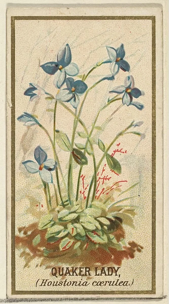A vintage illustration of a plant named Quaker Lady, also known as Houstonia caerulea, with blue and white flowers and green leaves.