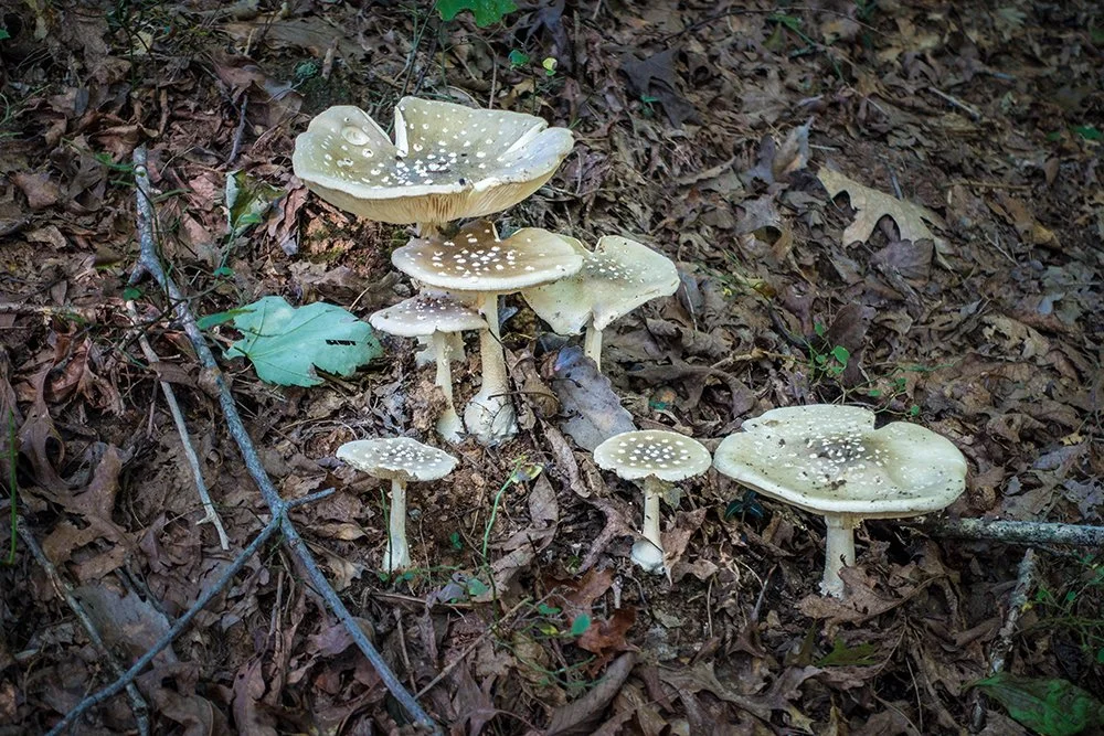 Group of white mushrooms with spots growing among dead leaves and twigs on forest floor.