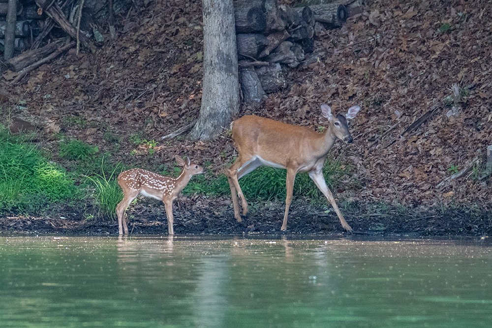 A fawn and a doe standing at the water's edge near a wooded area.