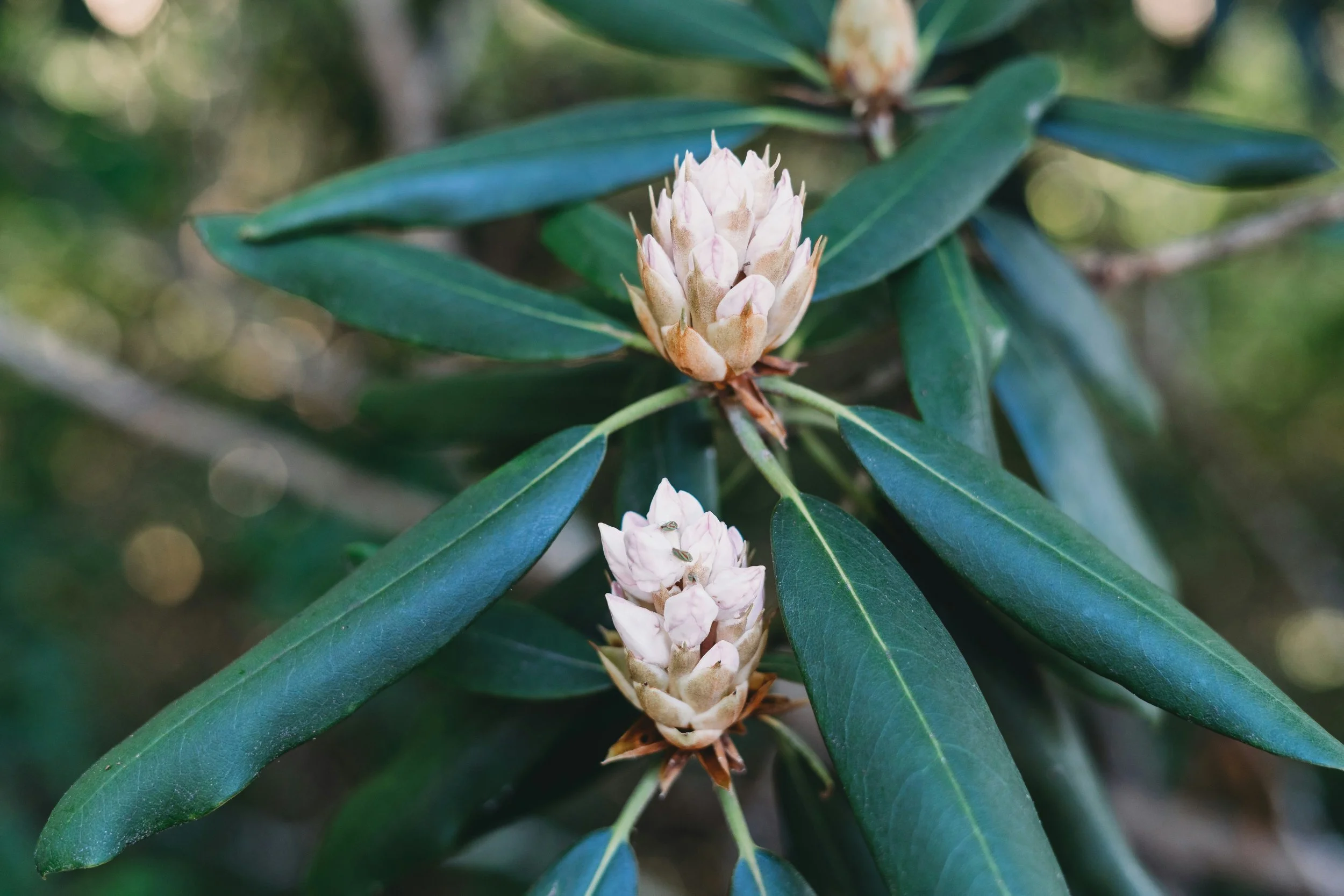 Close-up of a pinkish-white flower with green leaves surrounding it.