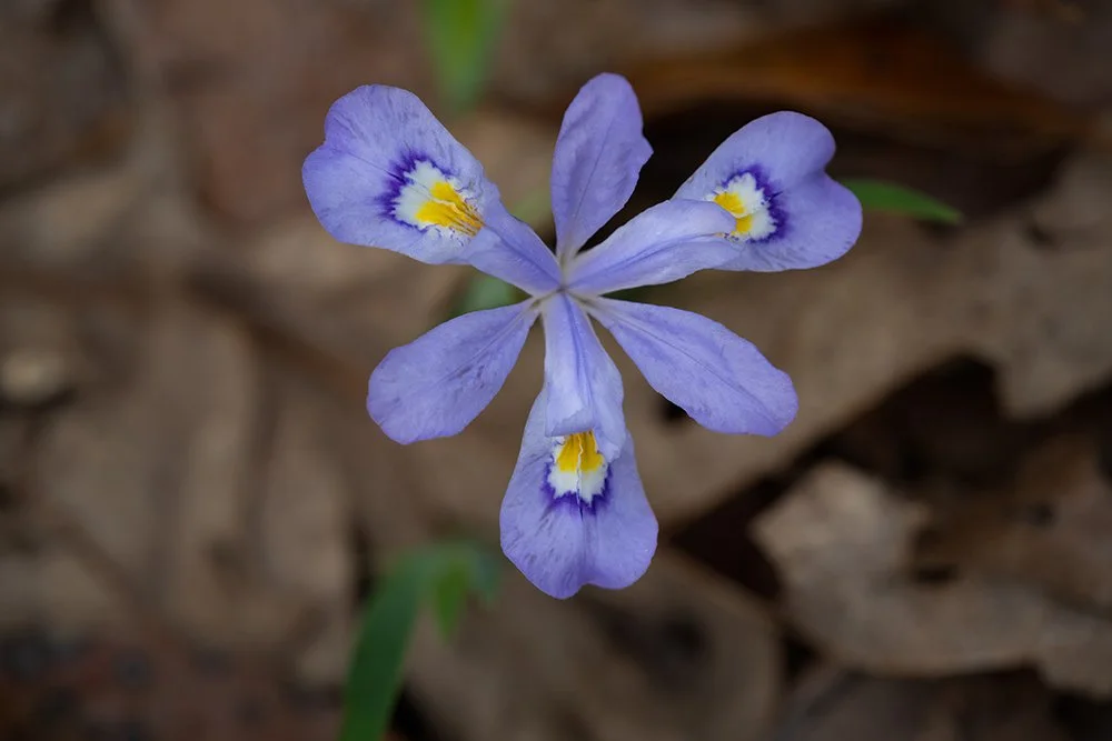 Close-up of a blue wildflower with yellow and white markings, blooming among fallen leaves on the ground.