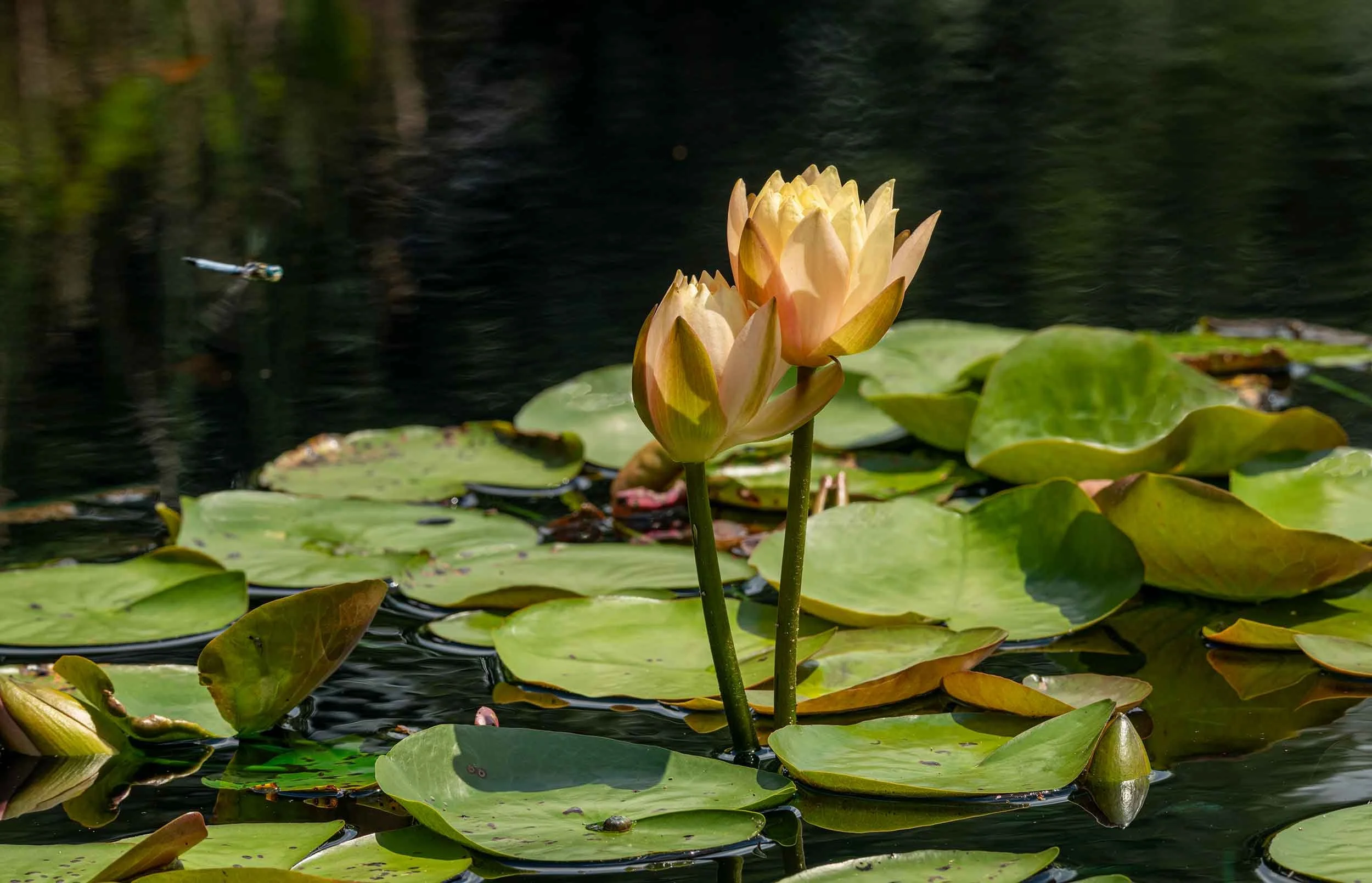 0367-waterlilies-yellow-huntsville-alabama-botanical-garden.jpg
